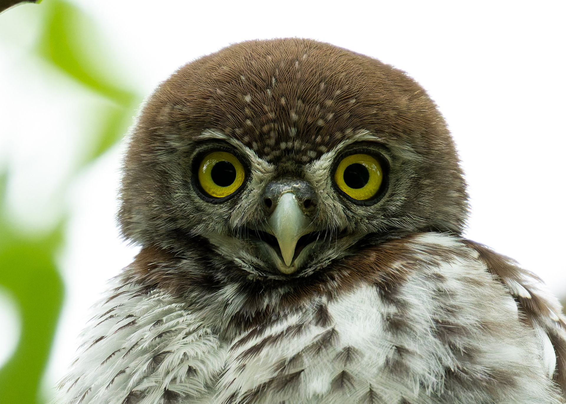 Pearl-spotted Owl