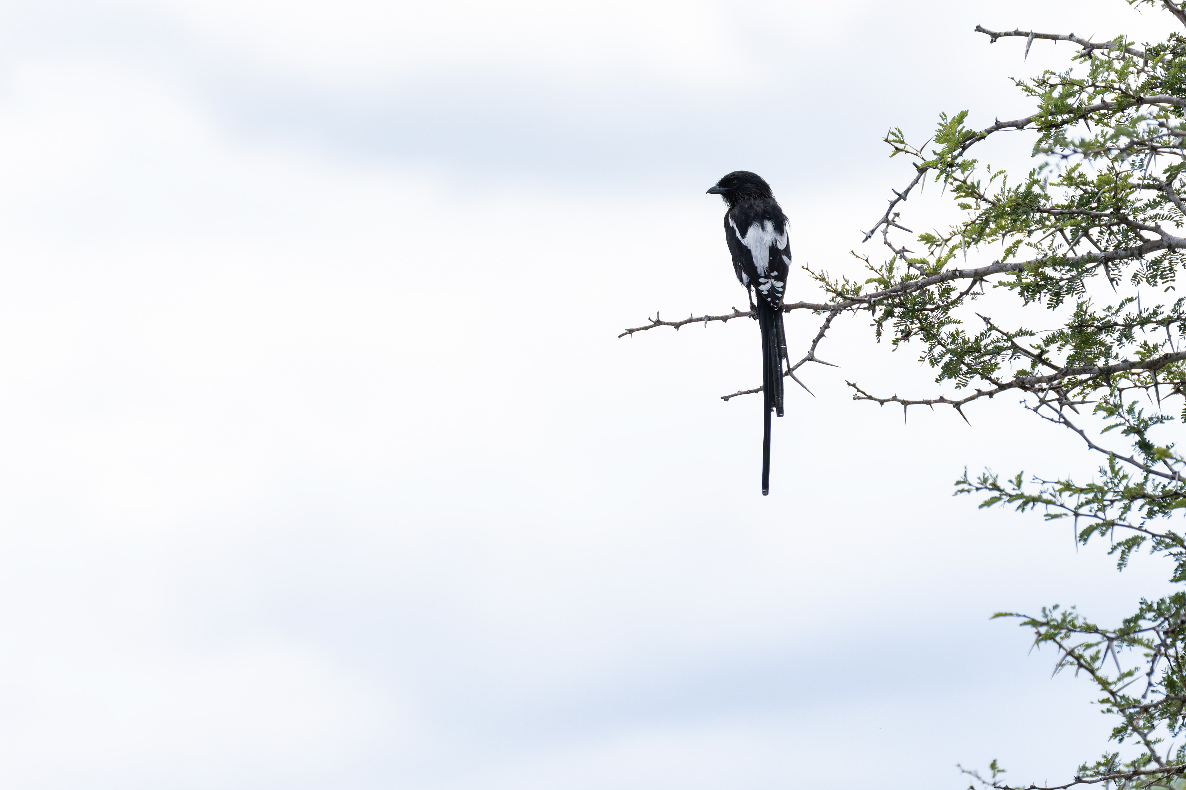 Magpie Shrike