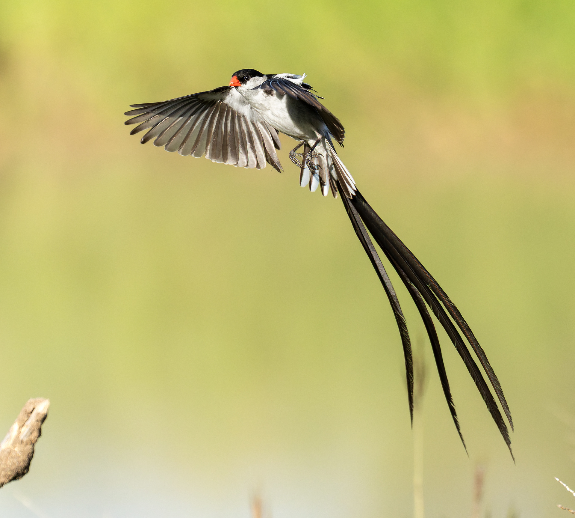 Pin-tailed Whydah