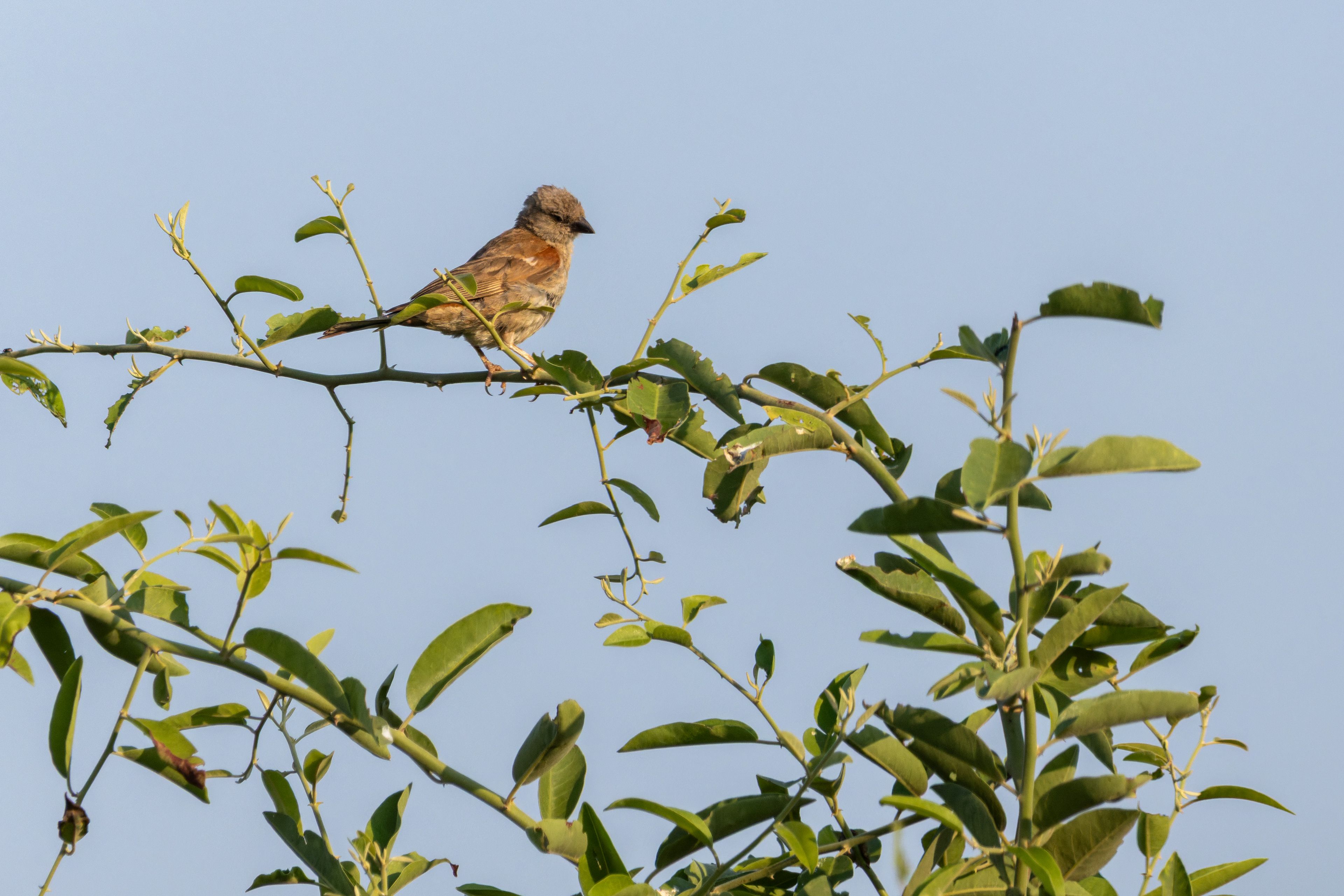 Southern Grey-headed Sparrow