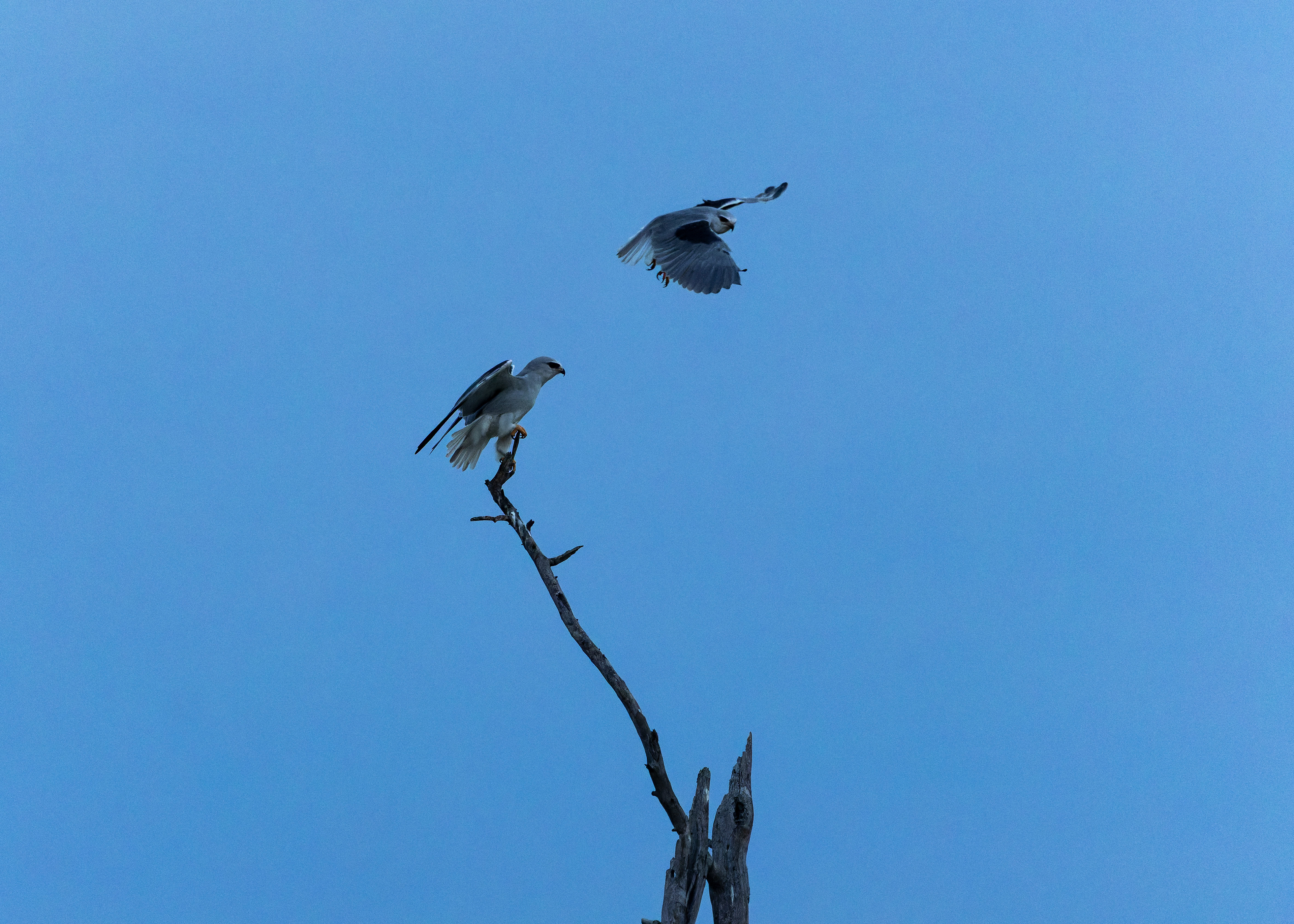 Black-winged Kite