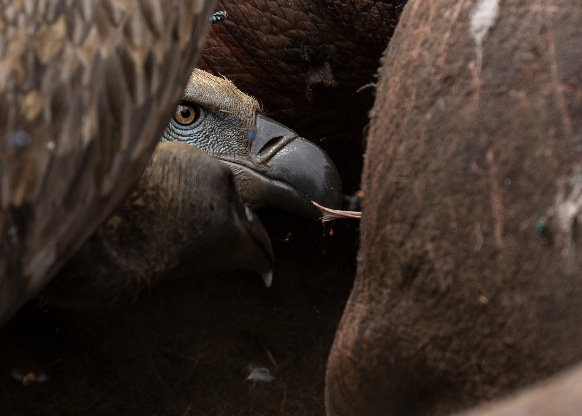 Cape Vulture