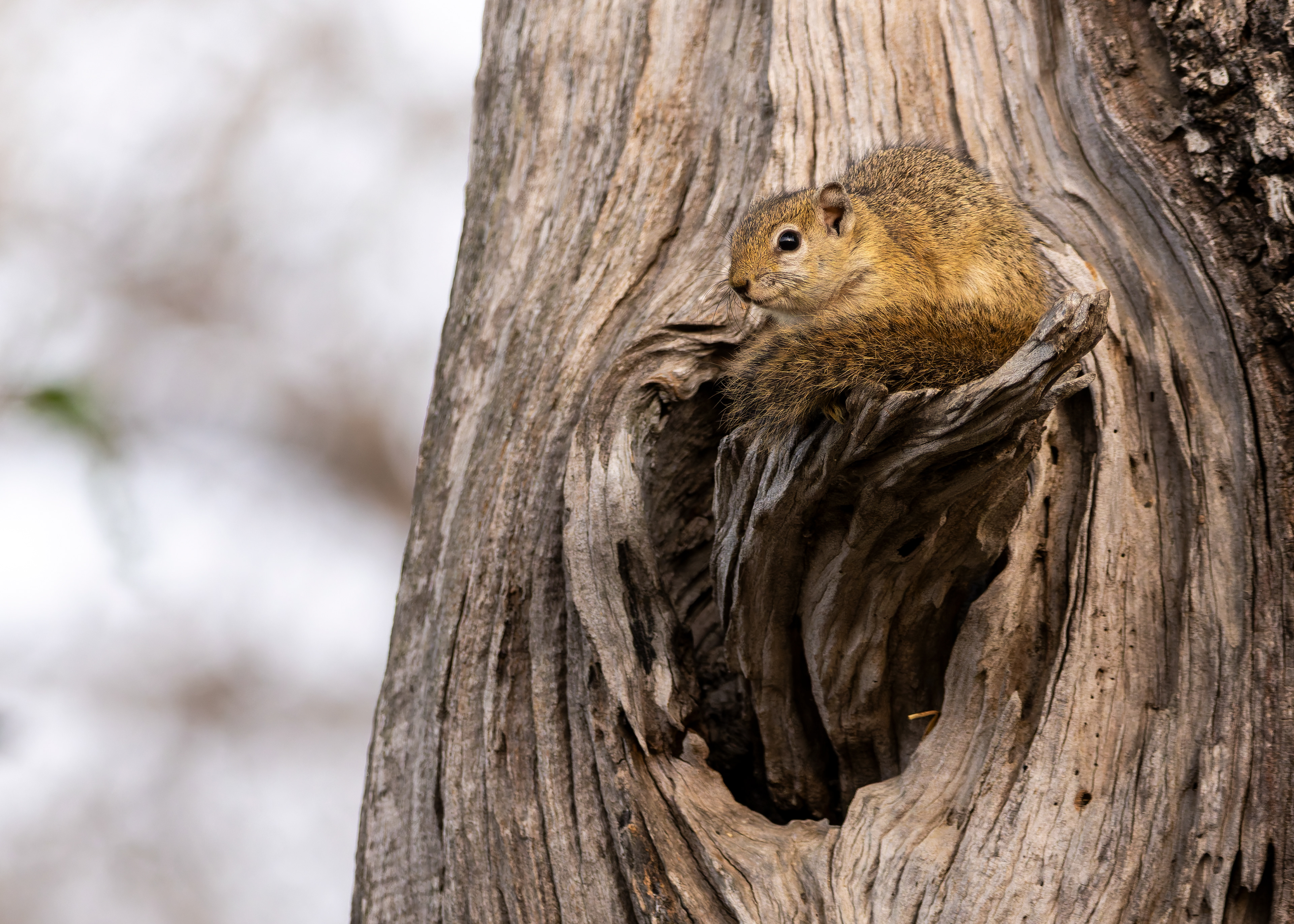 Tree Squirrel
