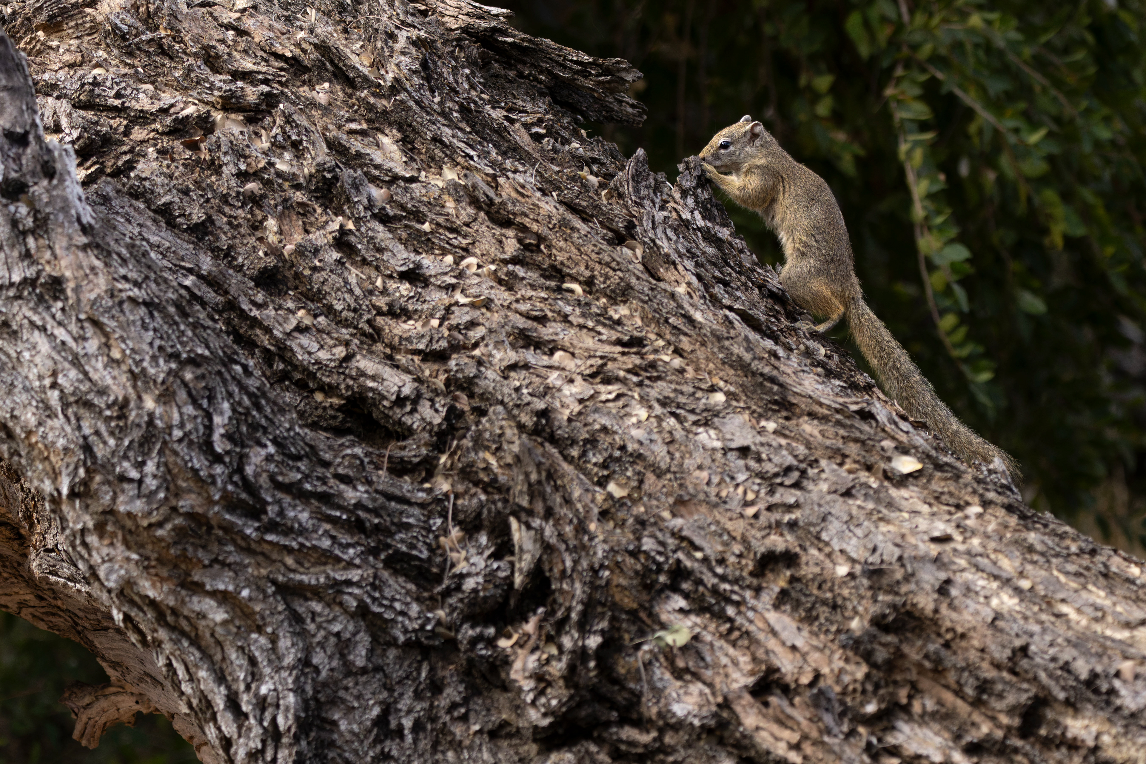 Tree Squirrel