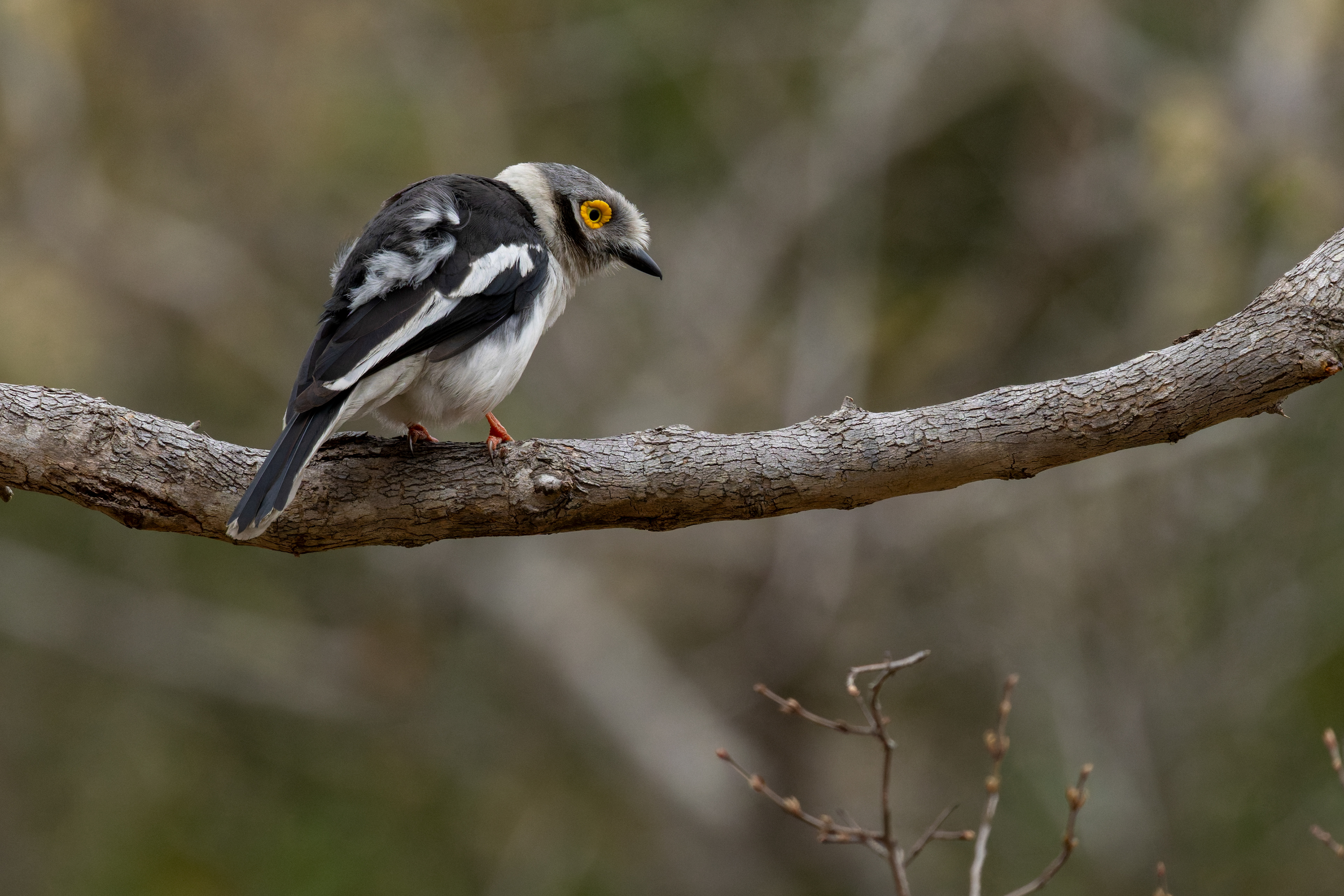 White-crested Helmetshrike