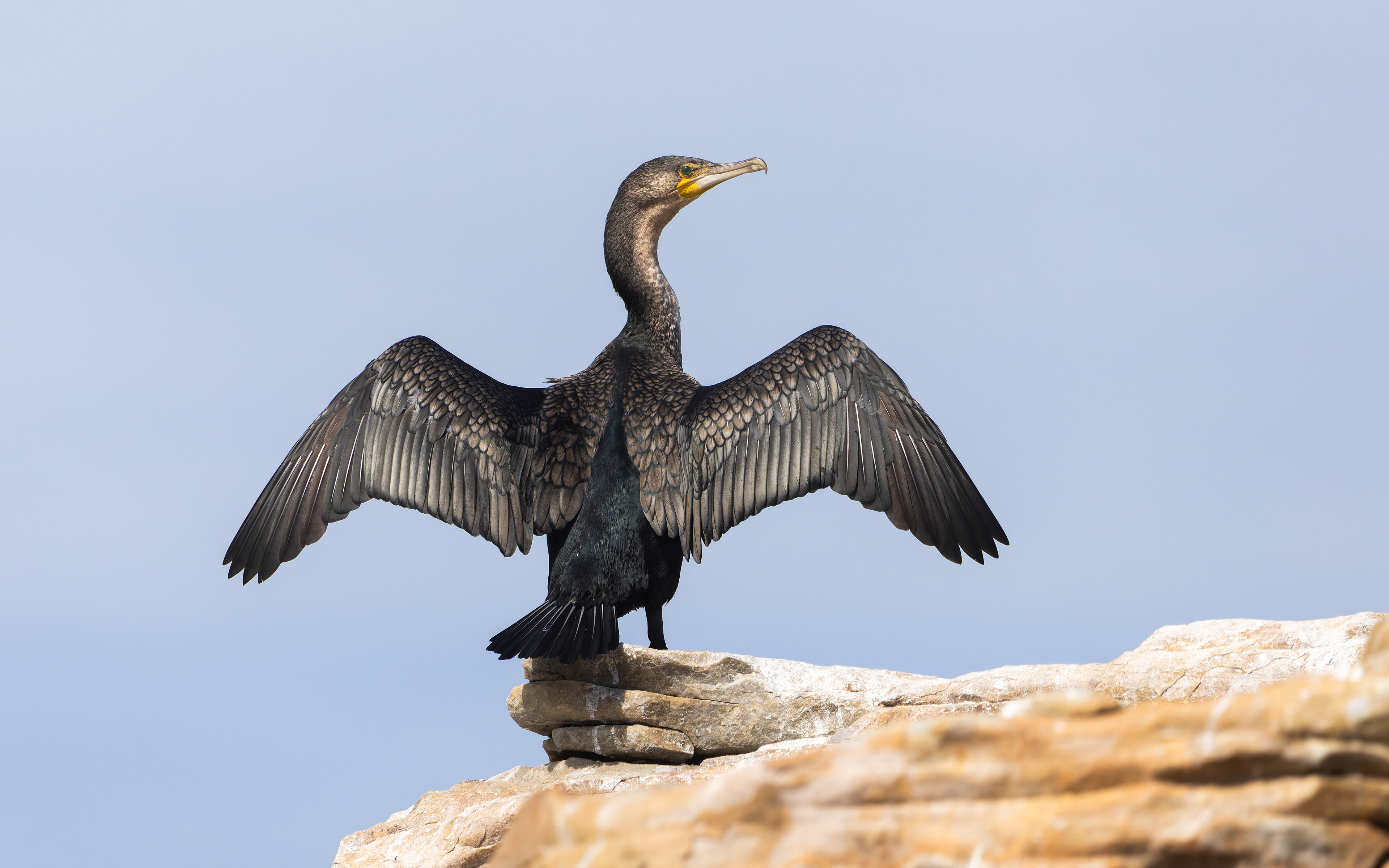 Cape Cormorant