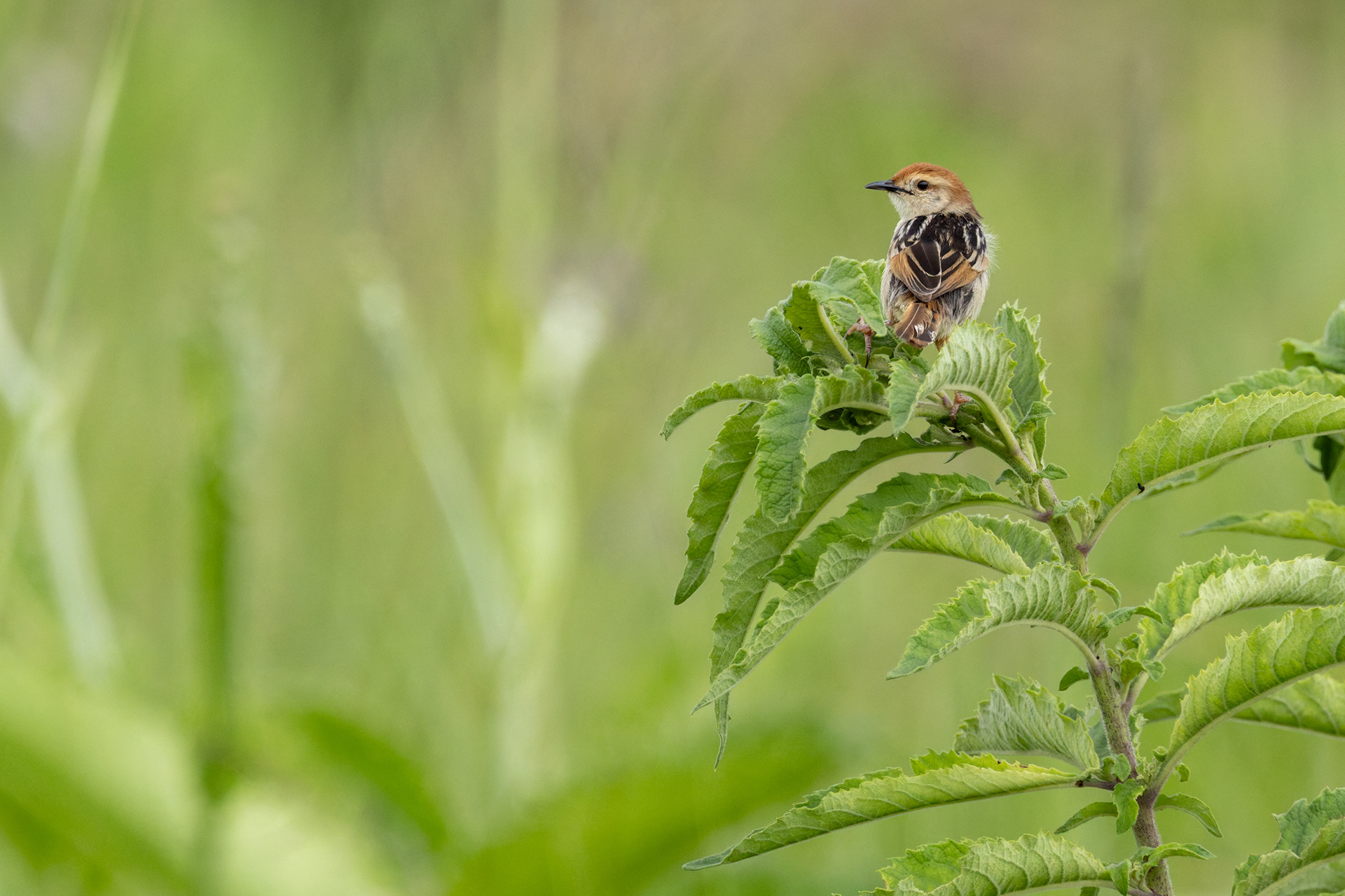 Levaillant's Cisticola