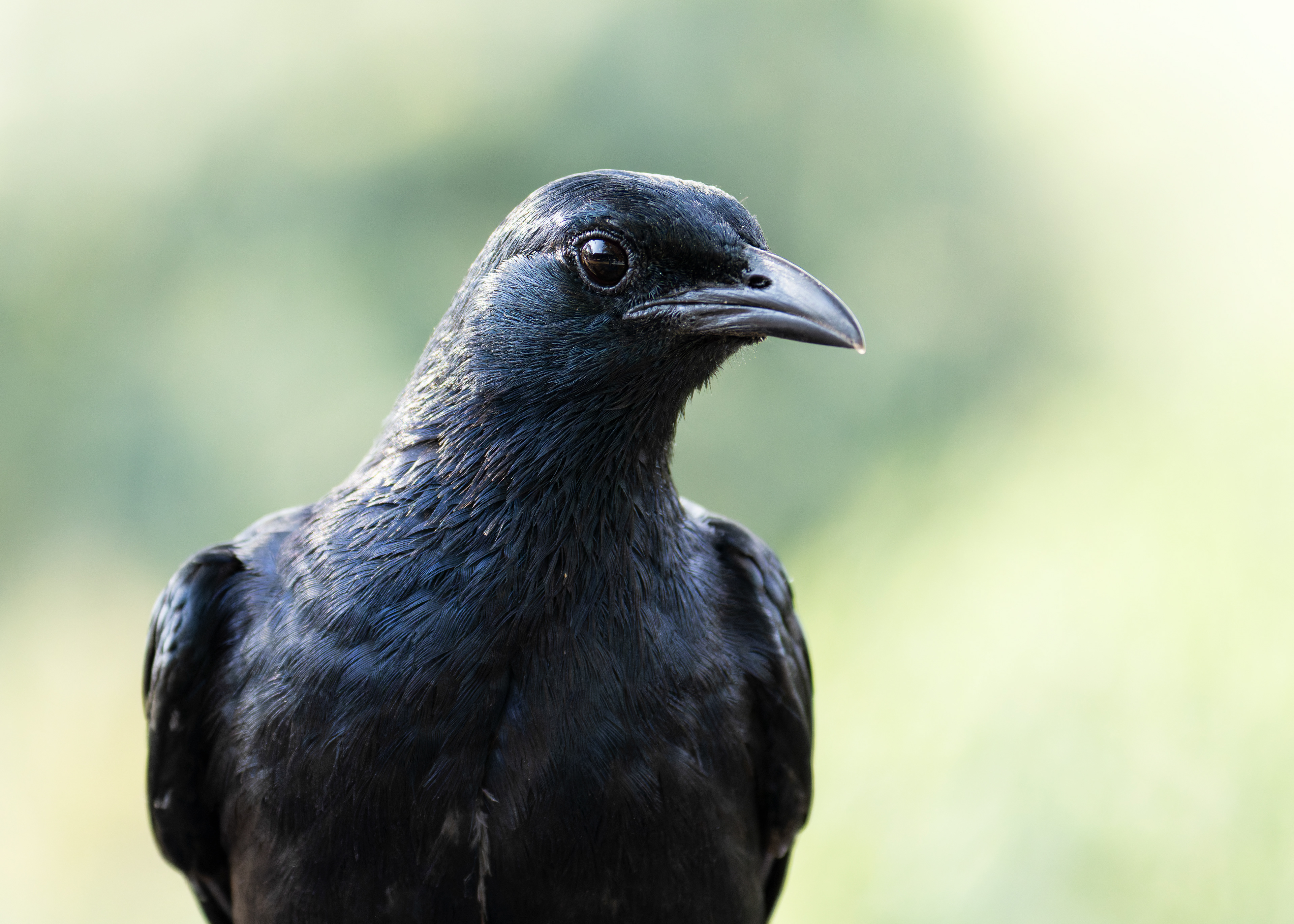 Red-winged Starling