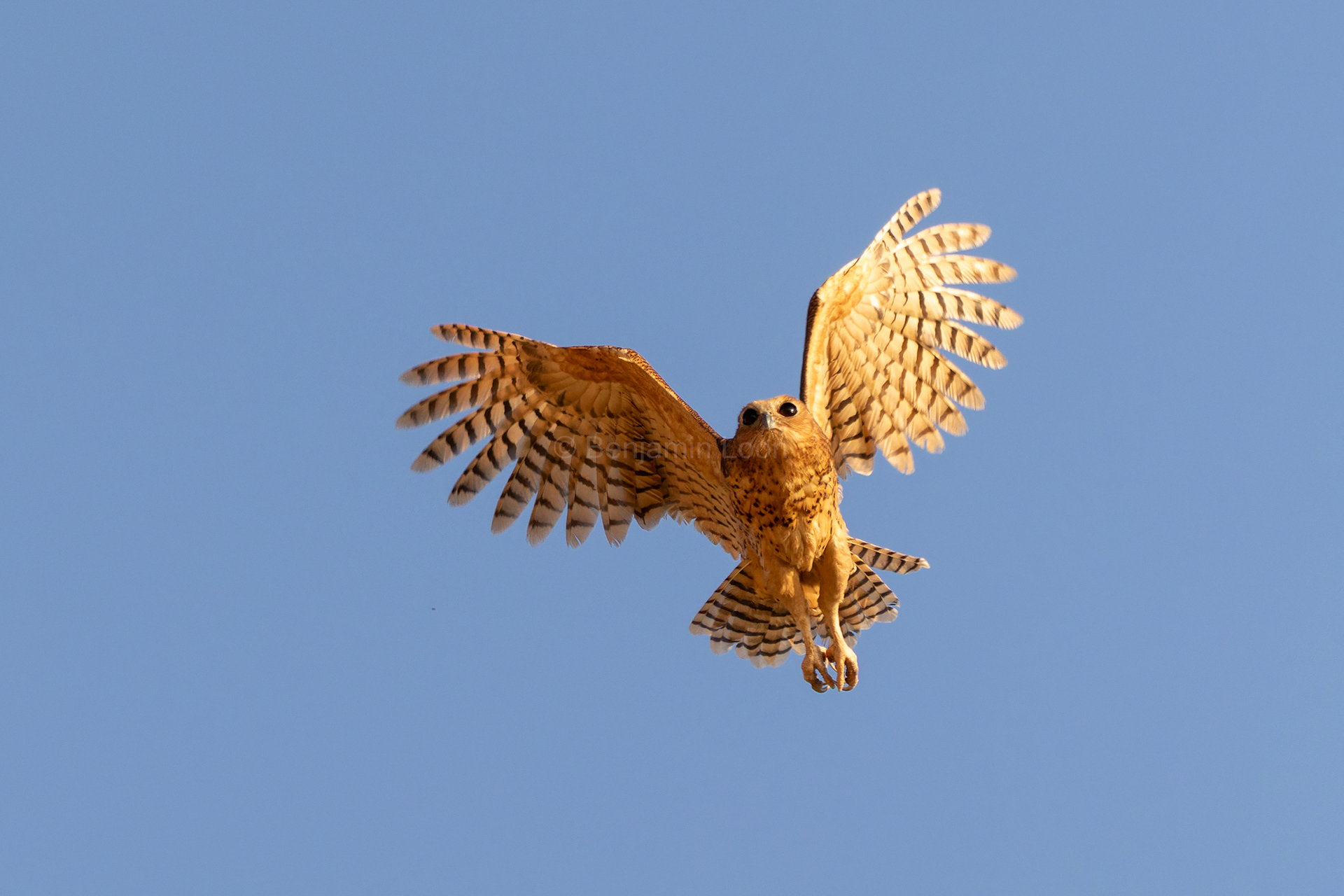 Pel's Fishing Owl