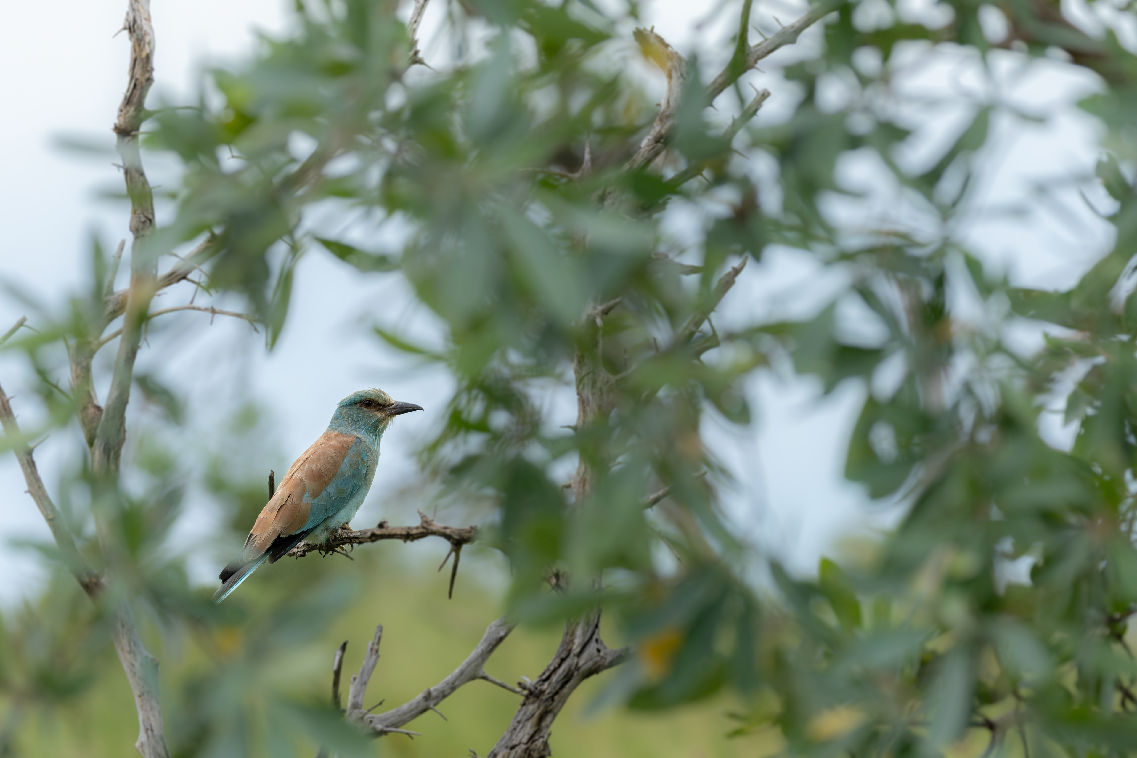 European Roller