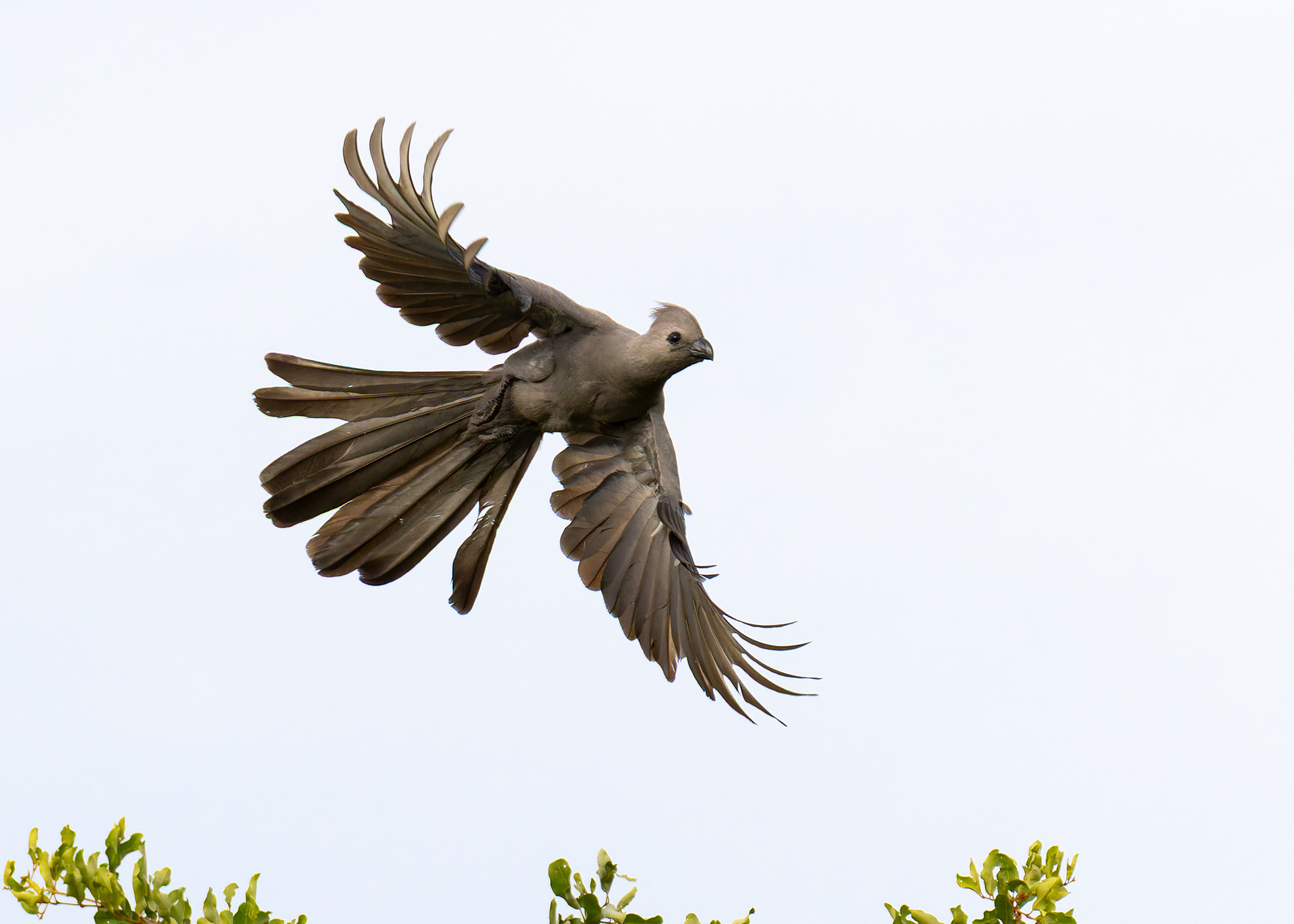 Grey Go-away Bird