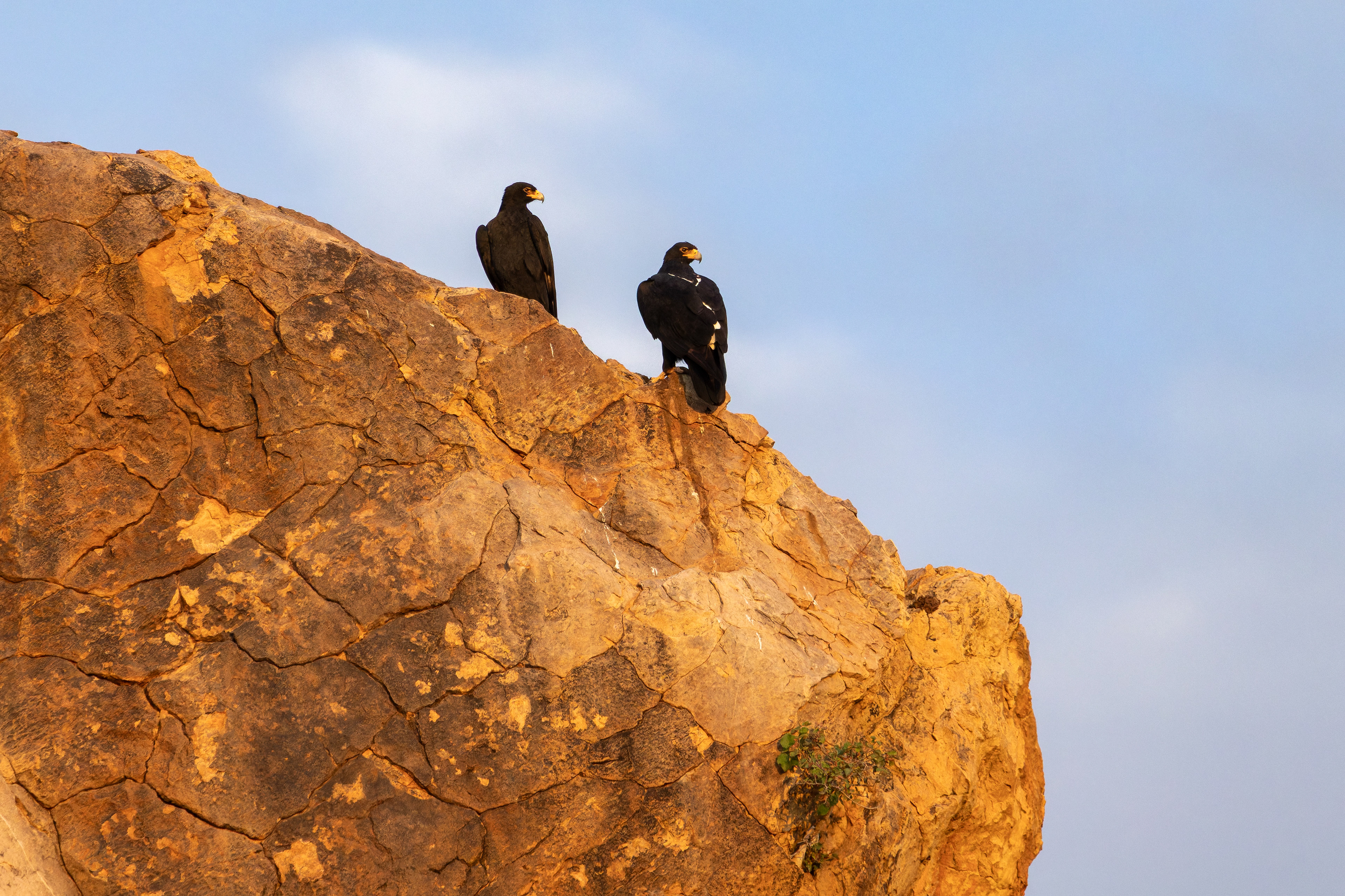 Verreaux's Eagle