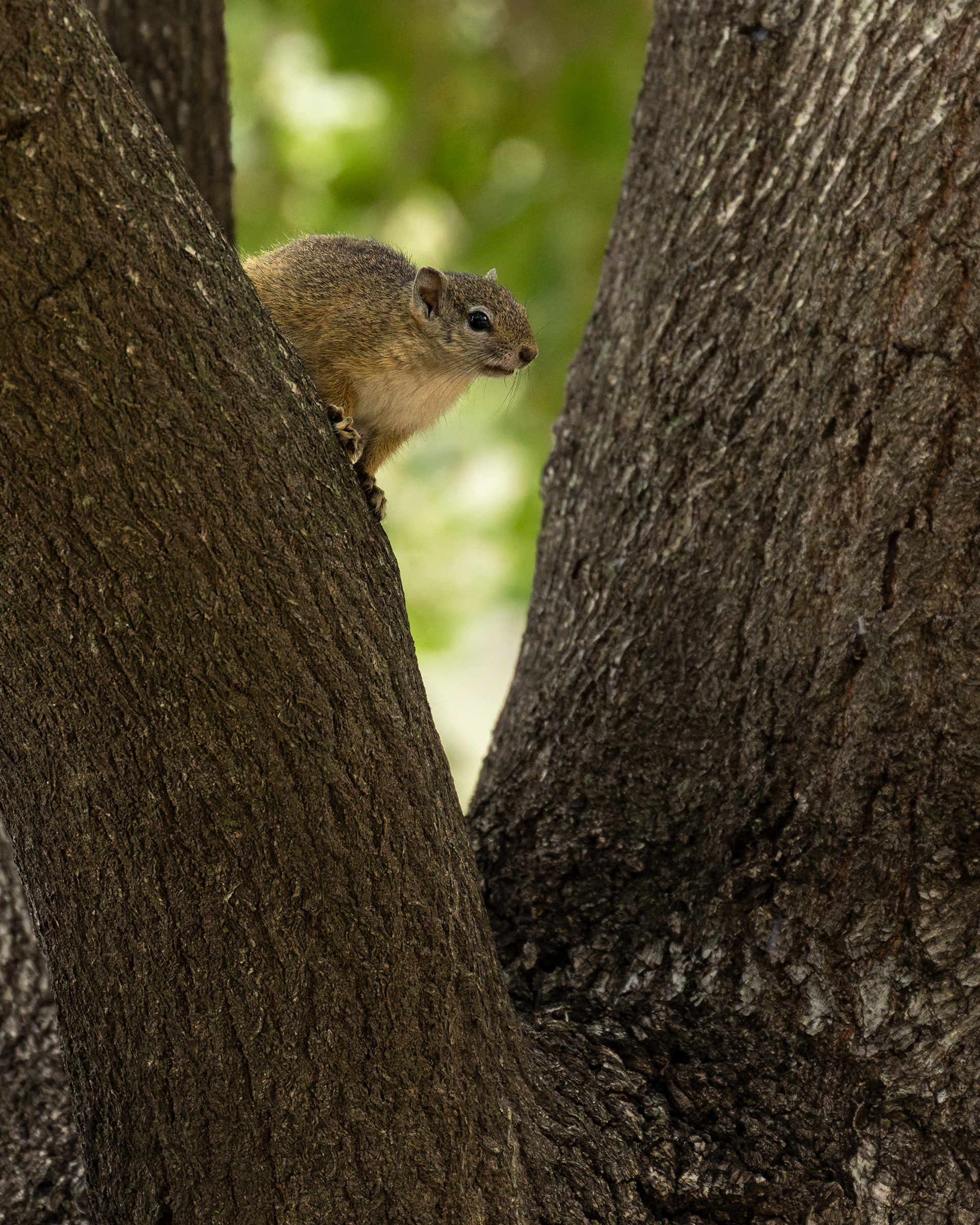 Tree Squirrel