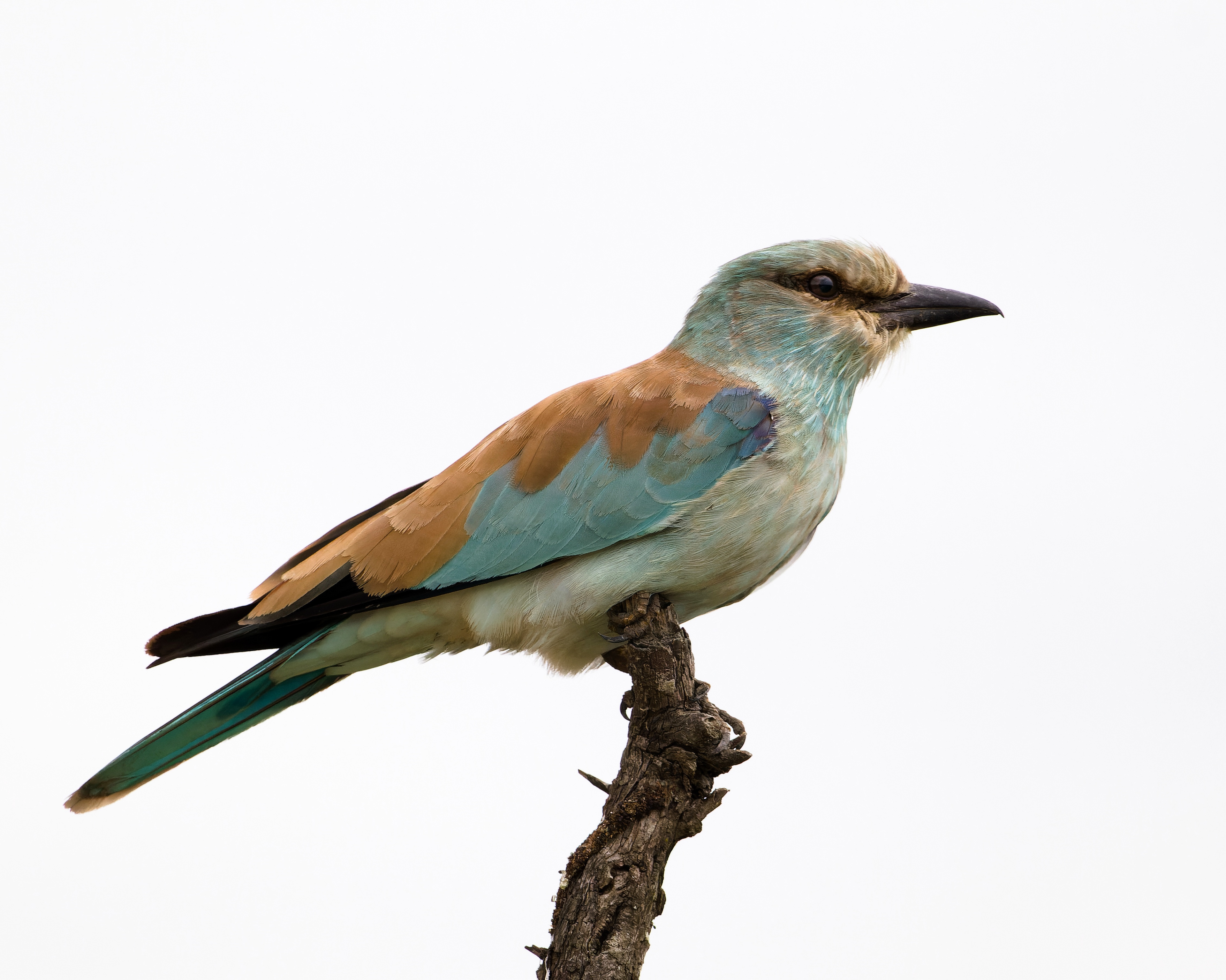 European Roller