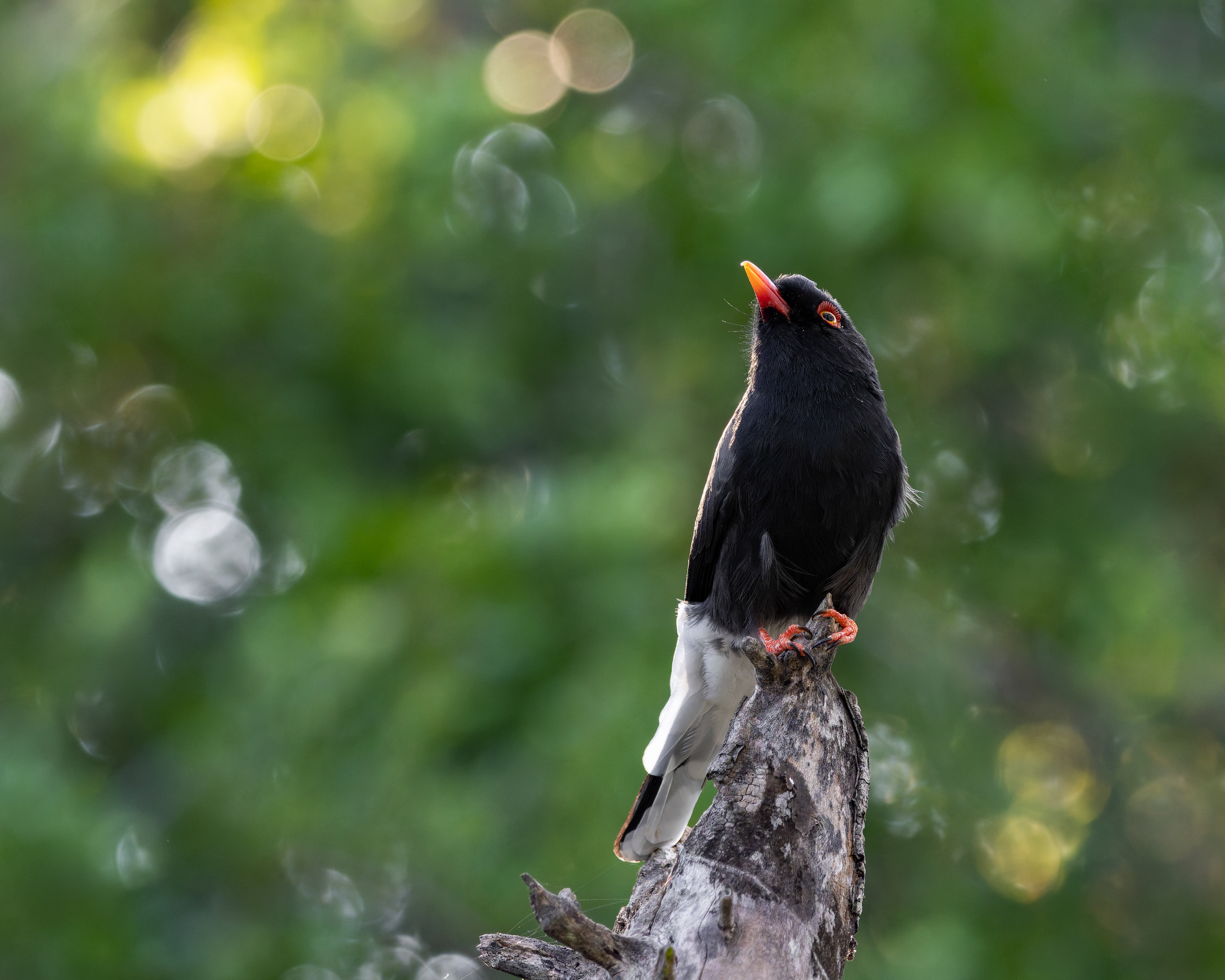 Retz's Helmetshrike