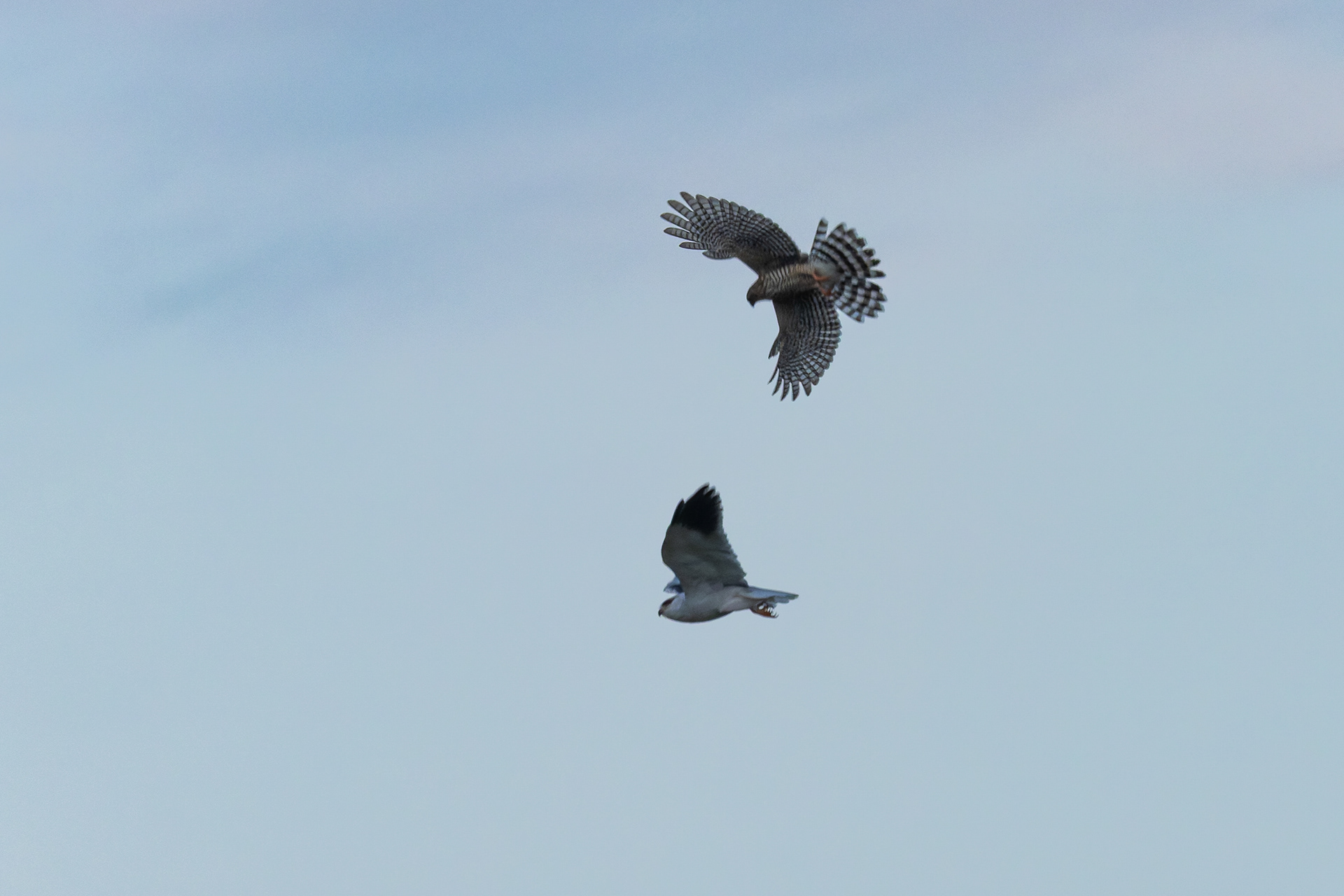 Black-winged Kite