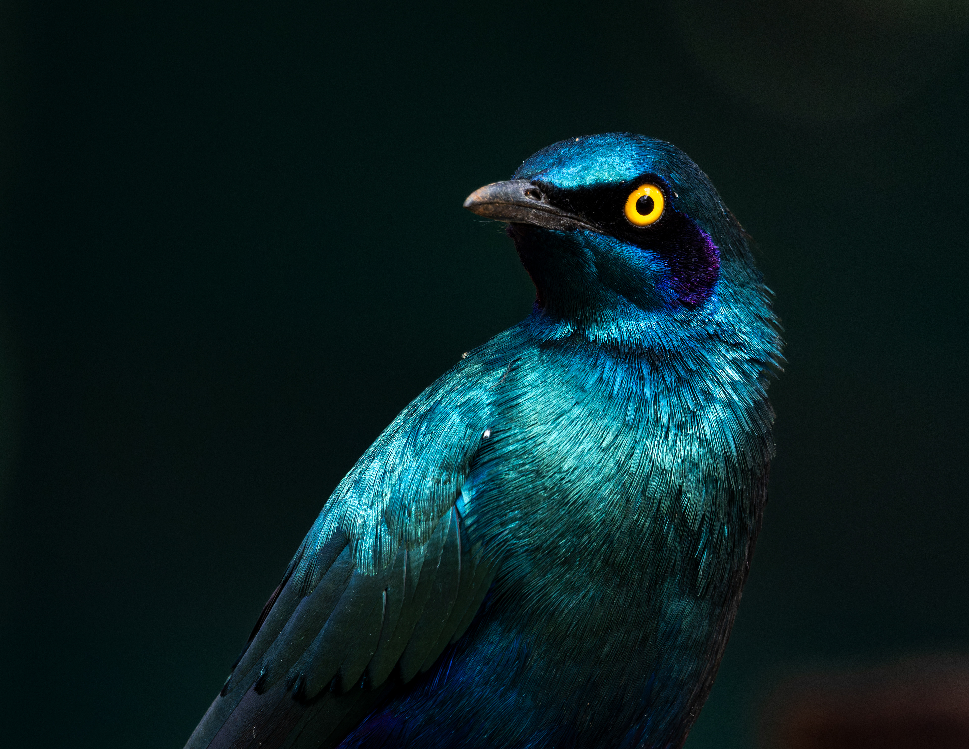 Greater Blue-eared Starling