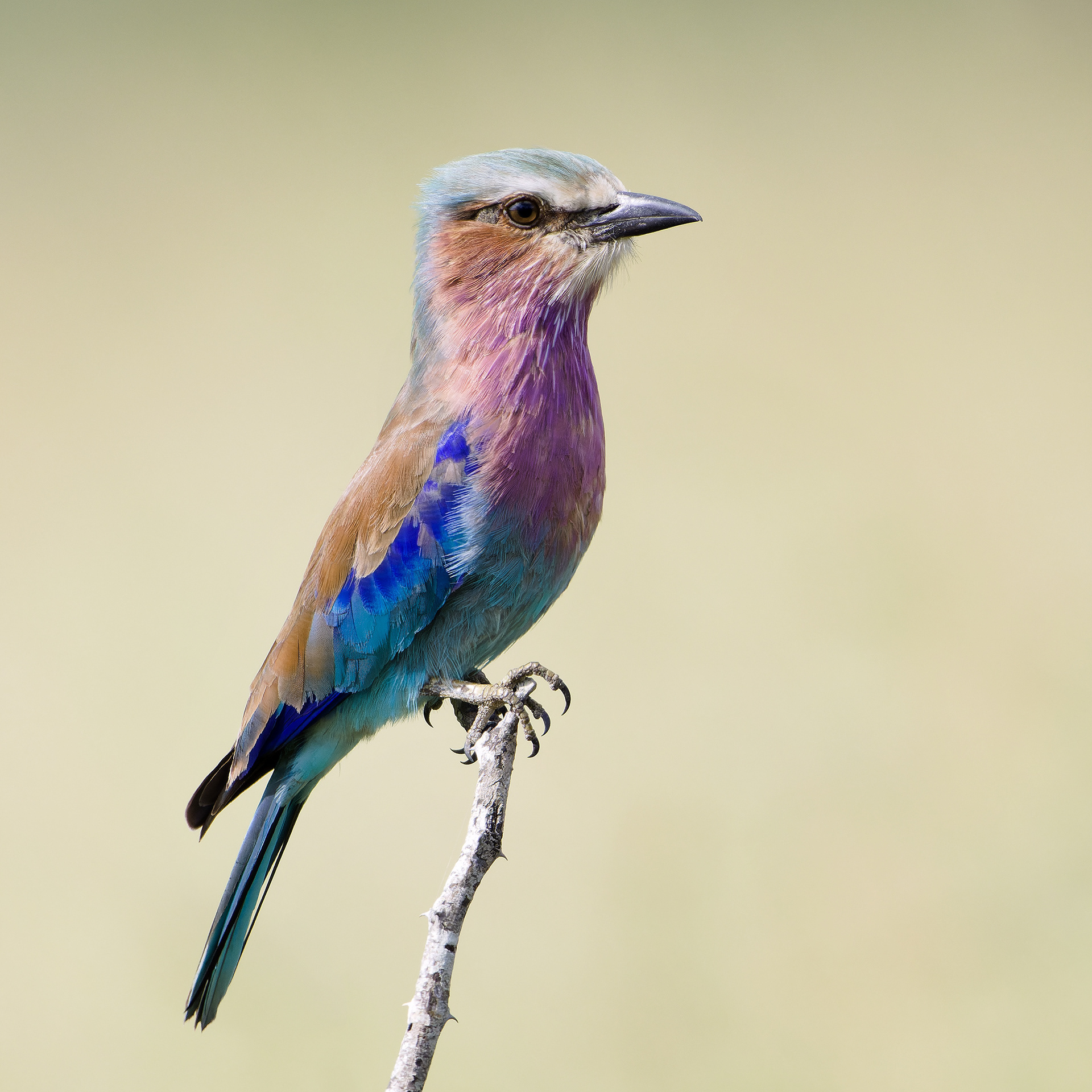 Lilac-breasted Roller