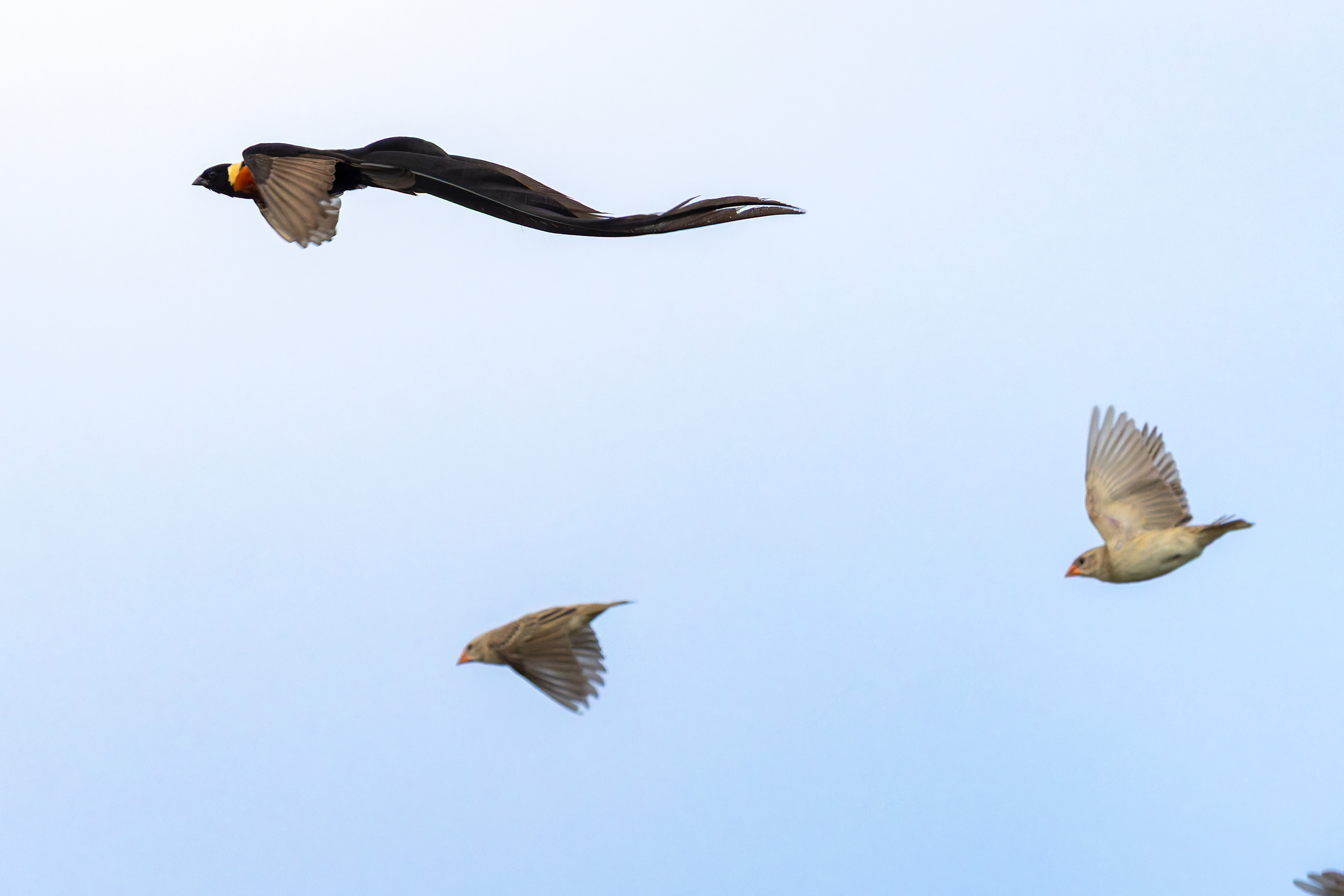 Long-tailed Paradise Whydah