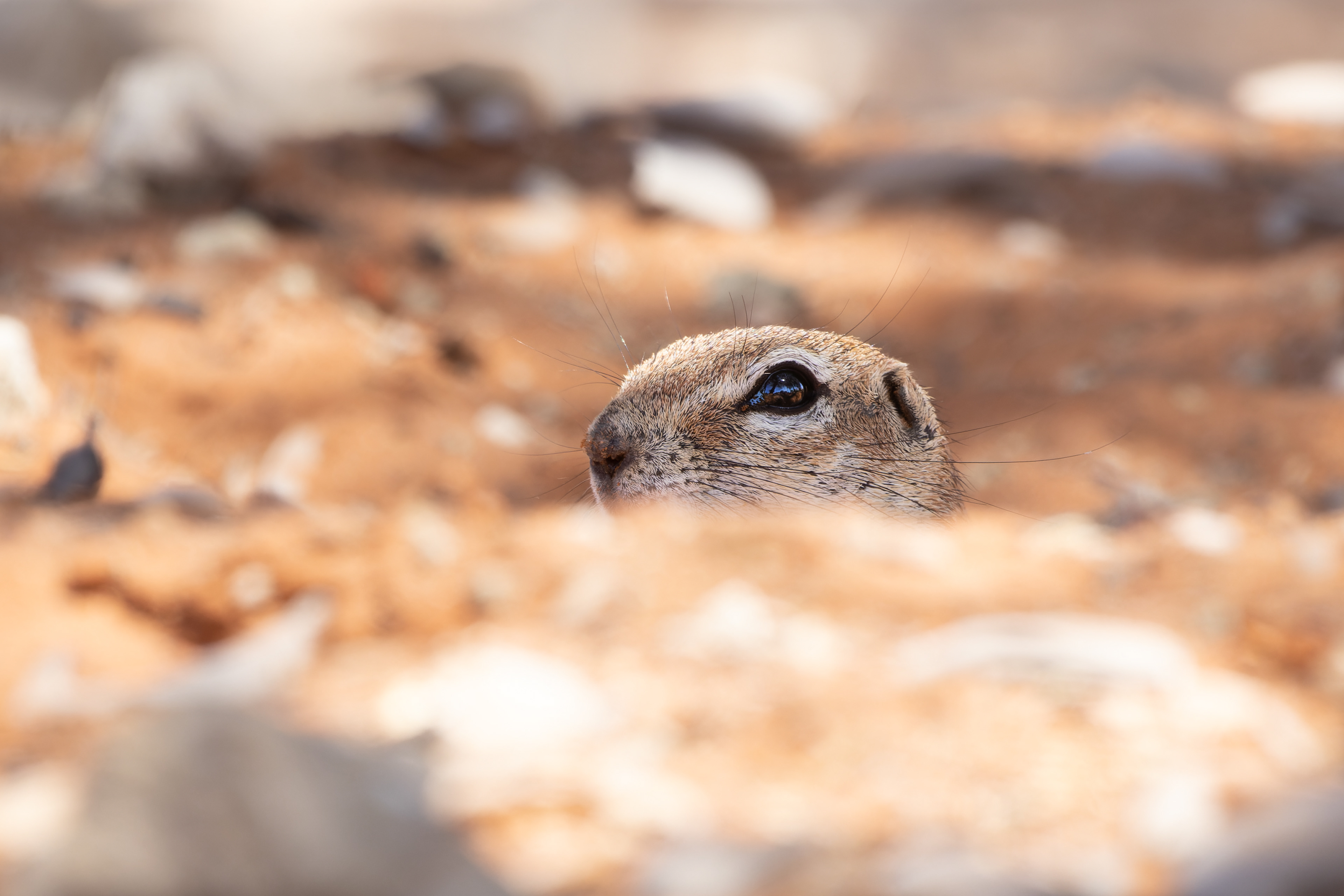 Cape Ground Squirrel