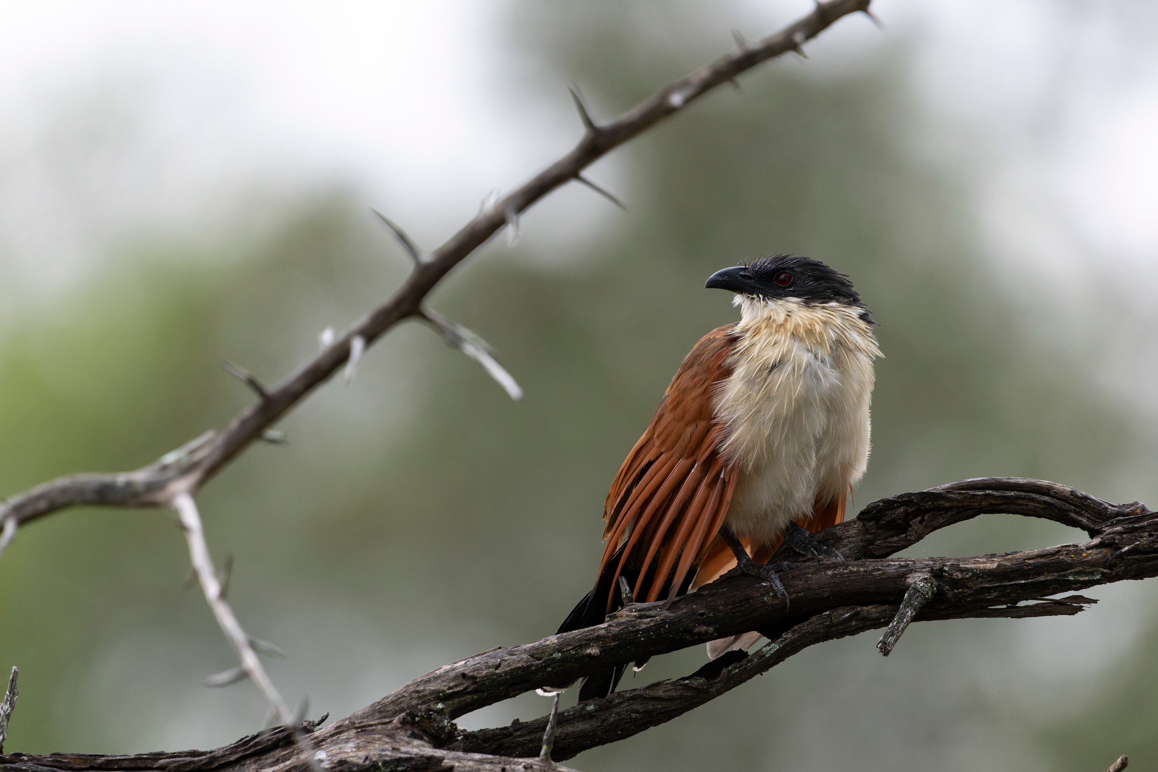 Burchell's Coucal