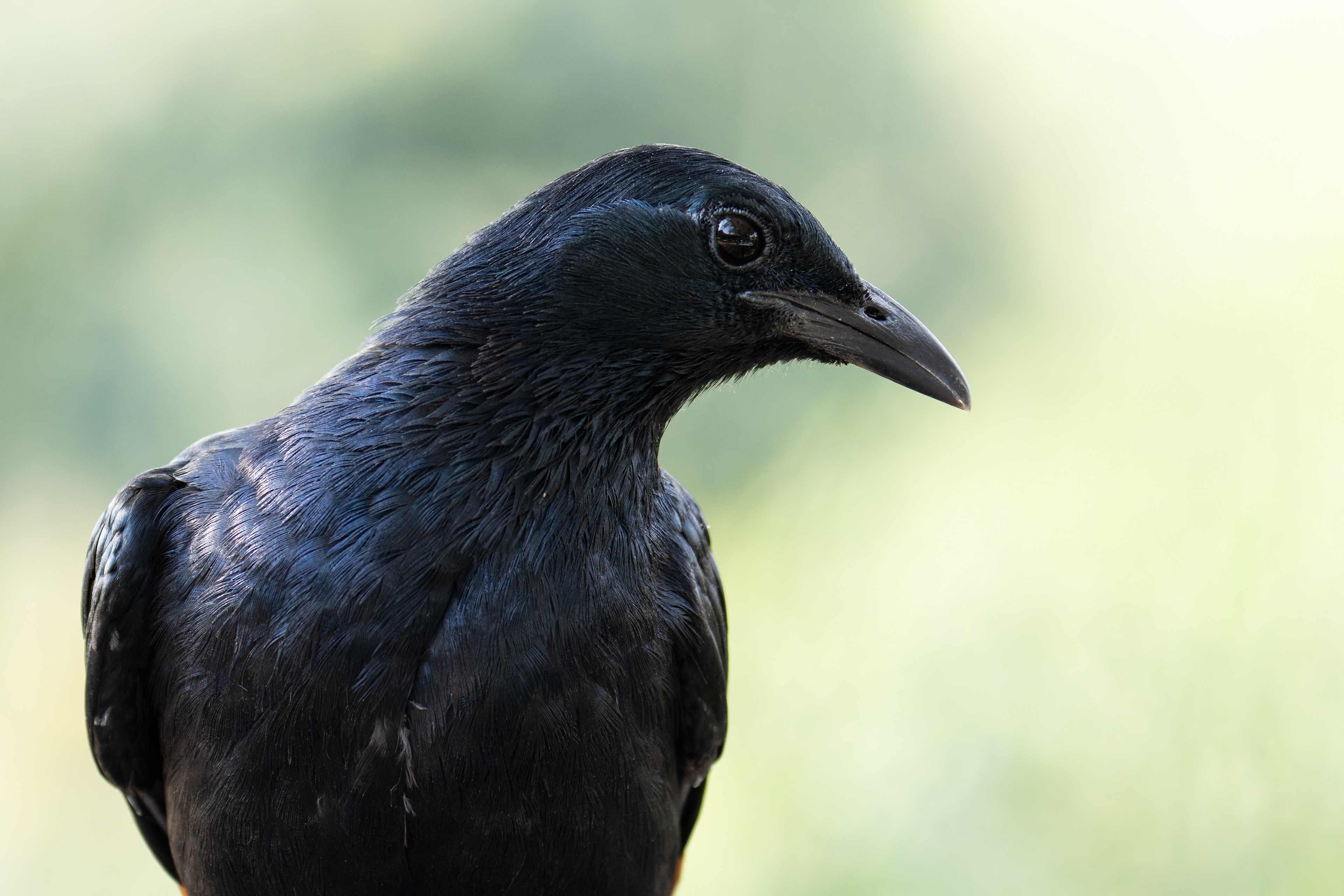 Red-winged Starling