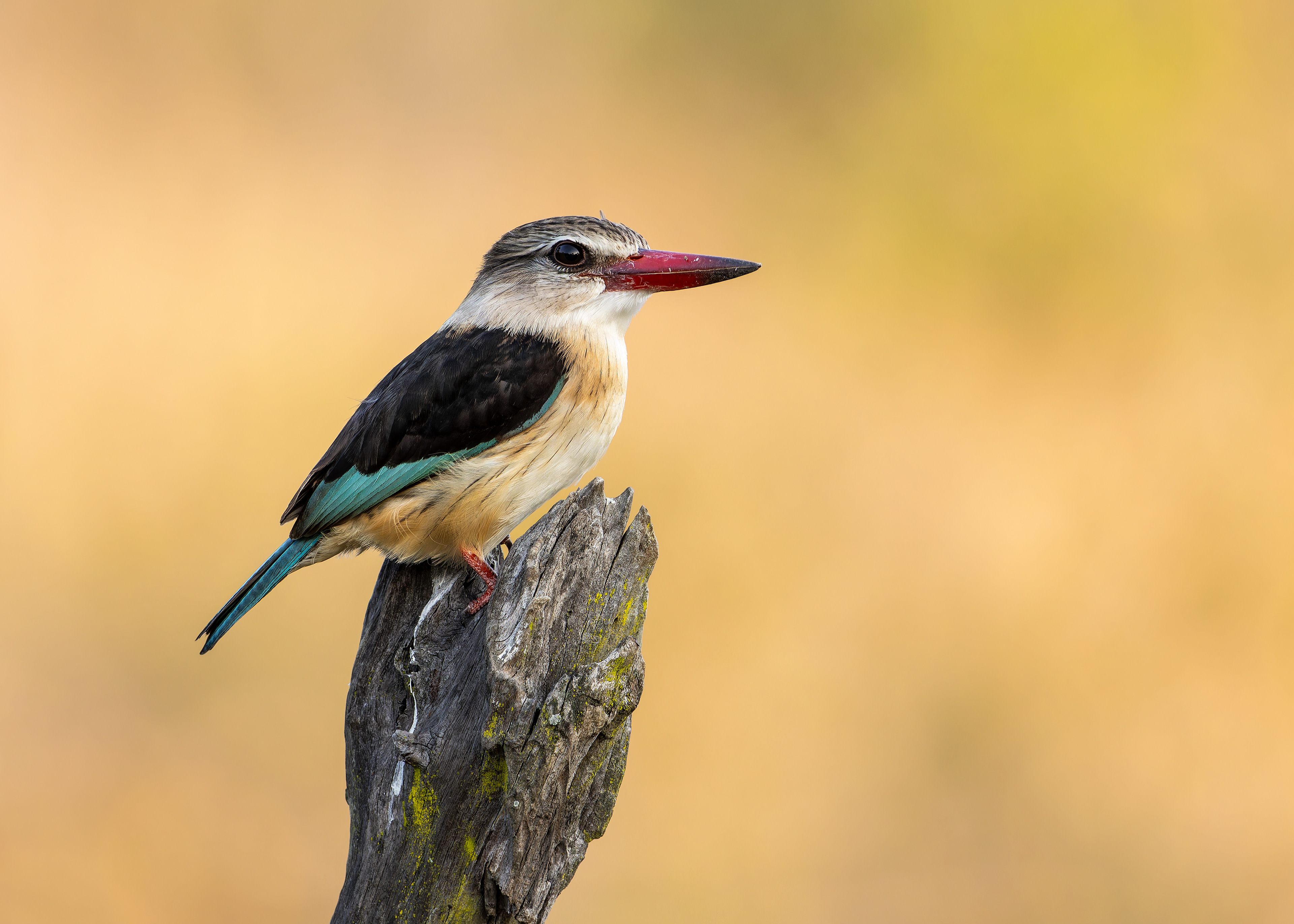 Brown-hooded Kingfisher