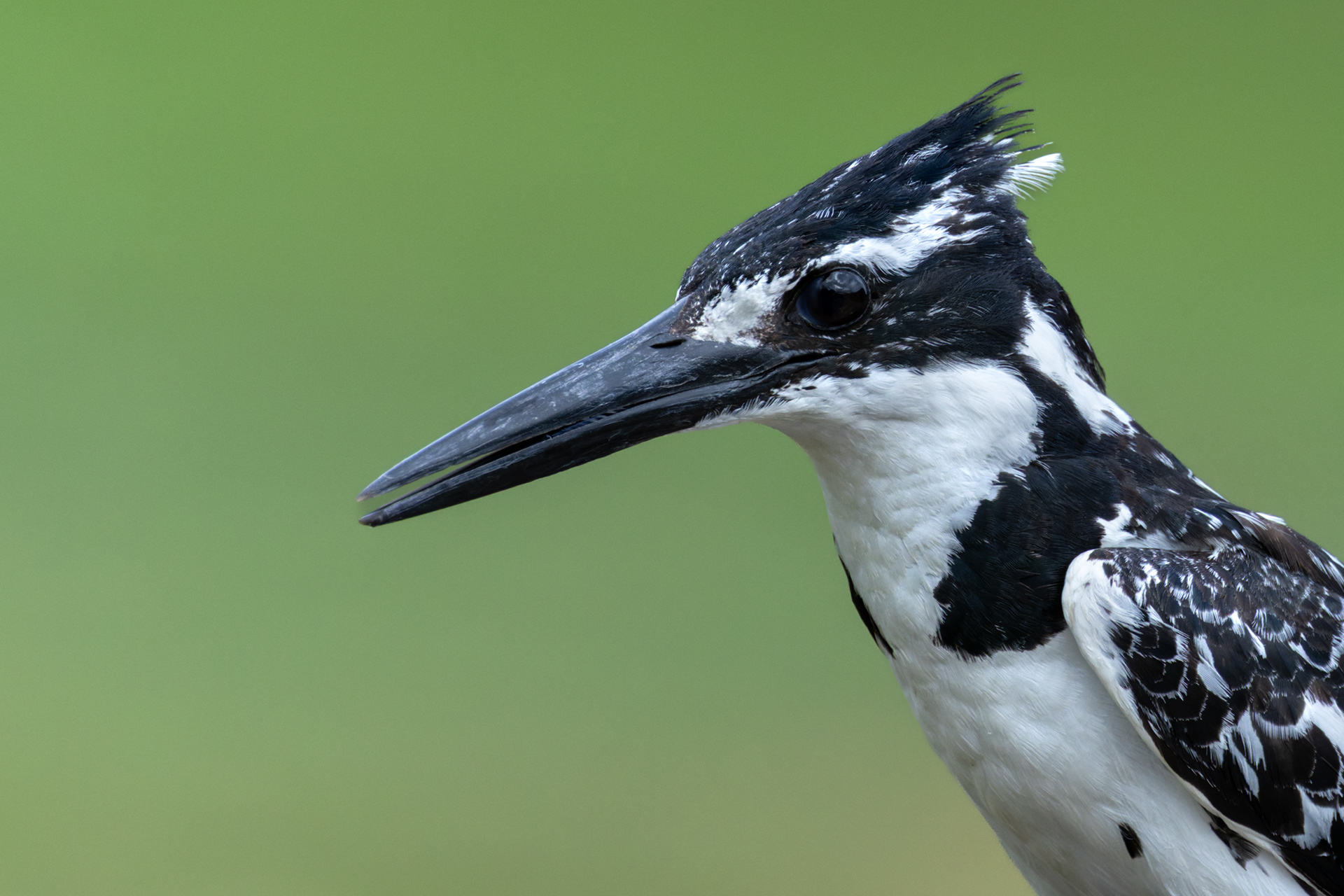 Pied Kingfisher