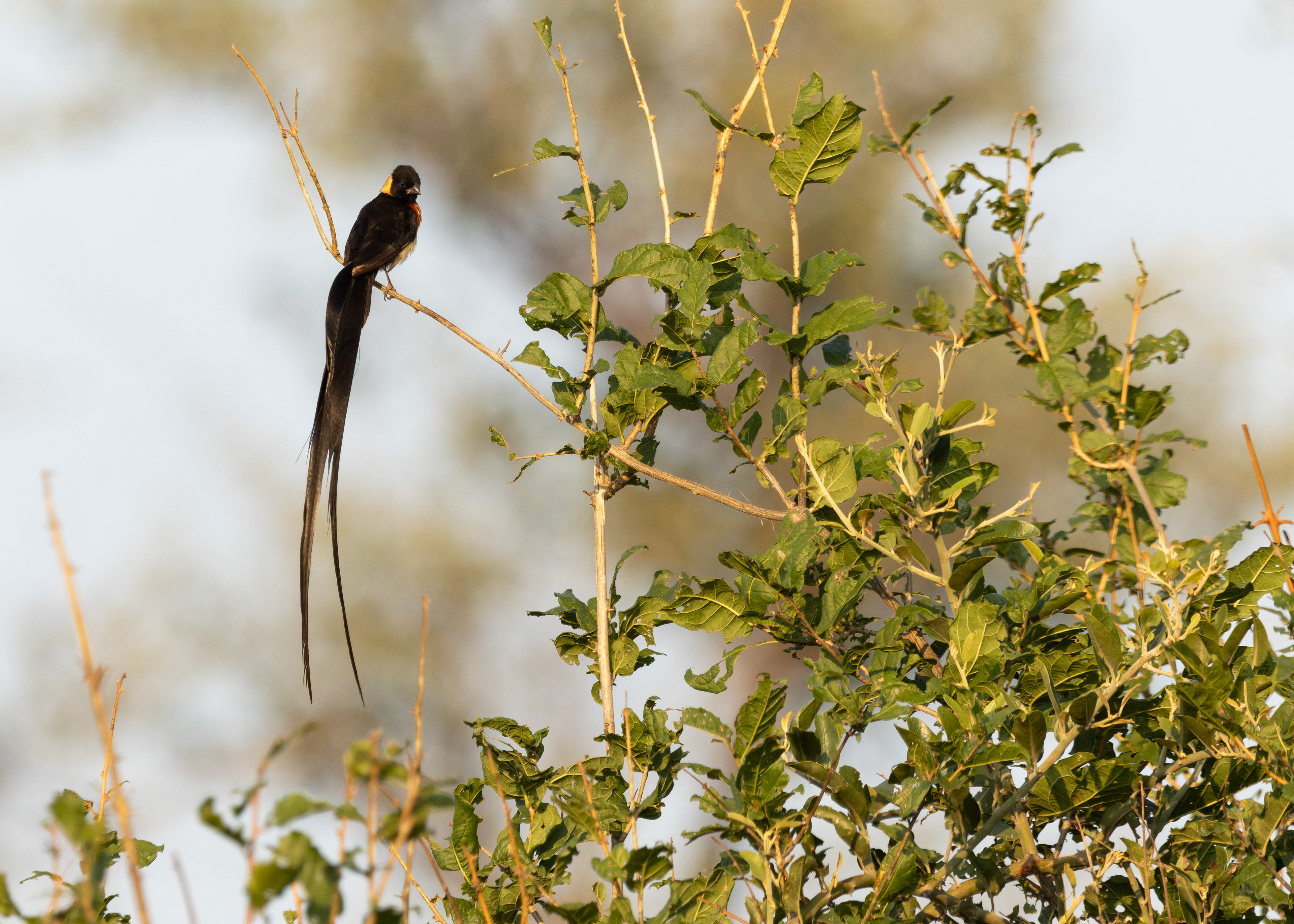 Long-tailed Paradise Whydah
