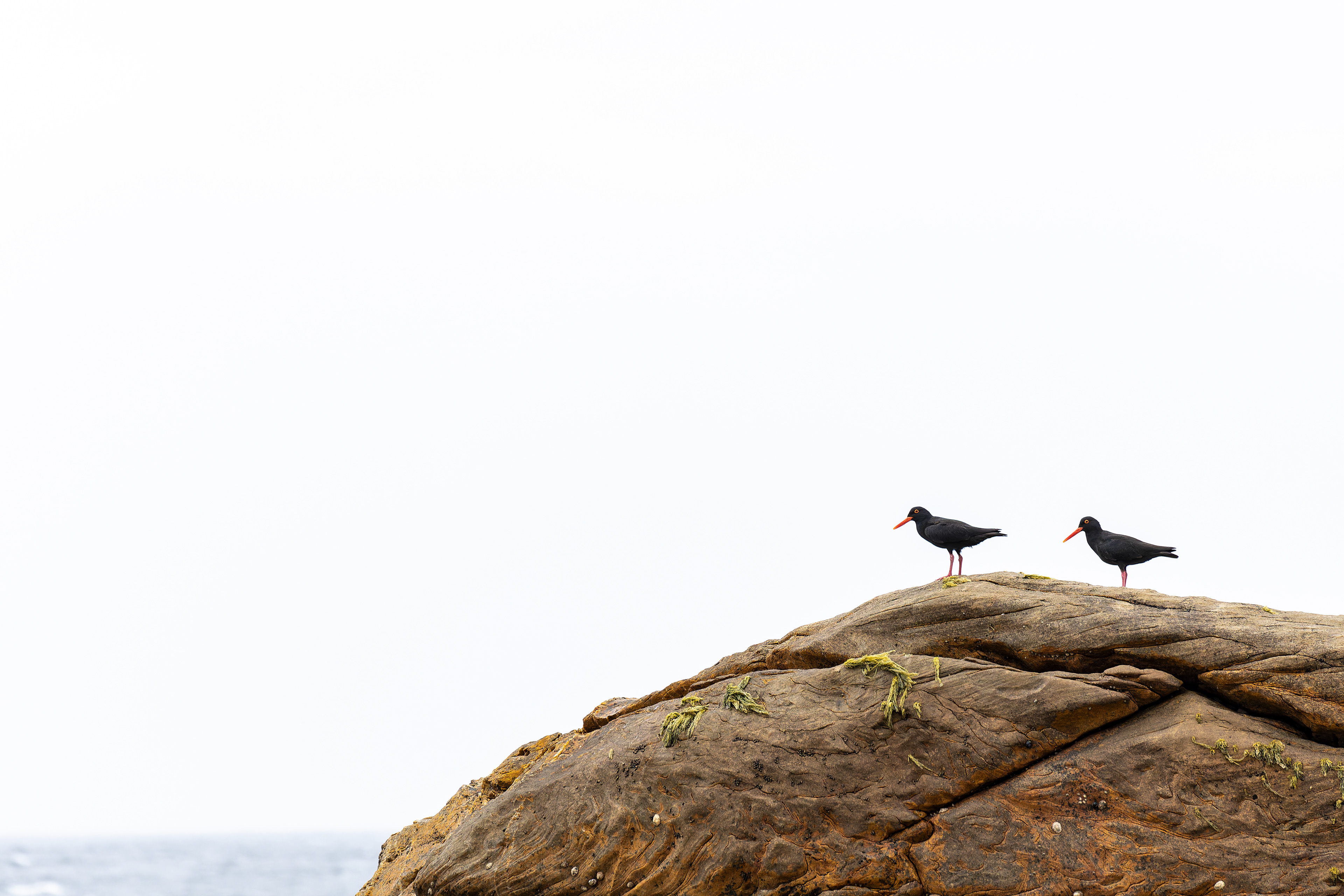 African Oystercatcher
