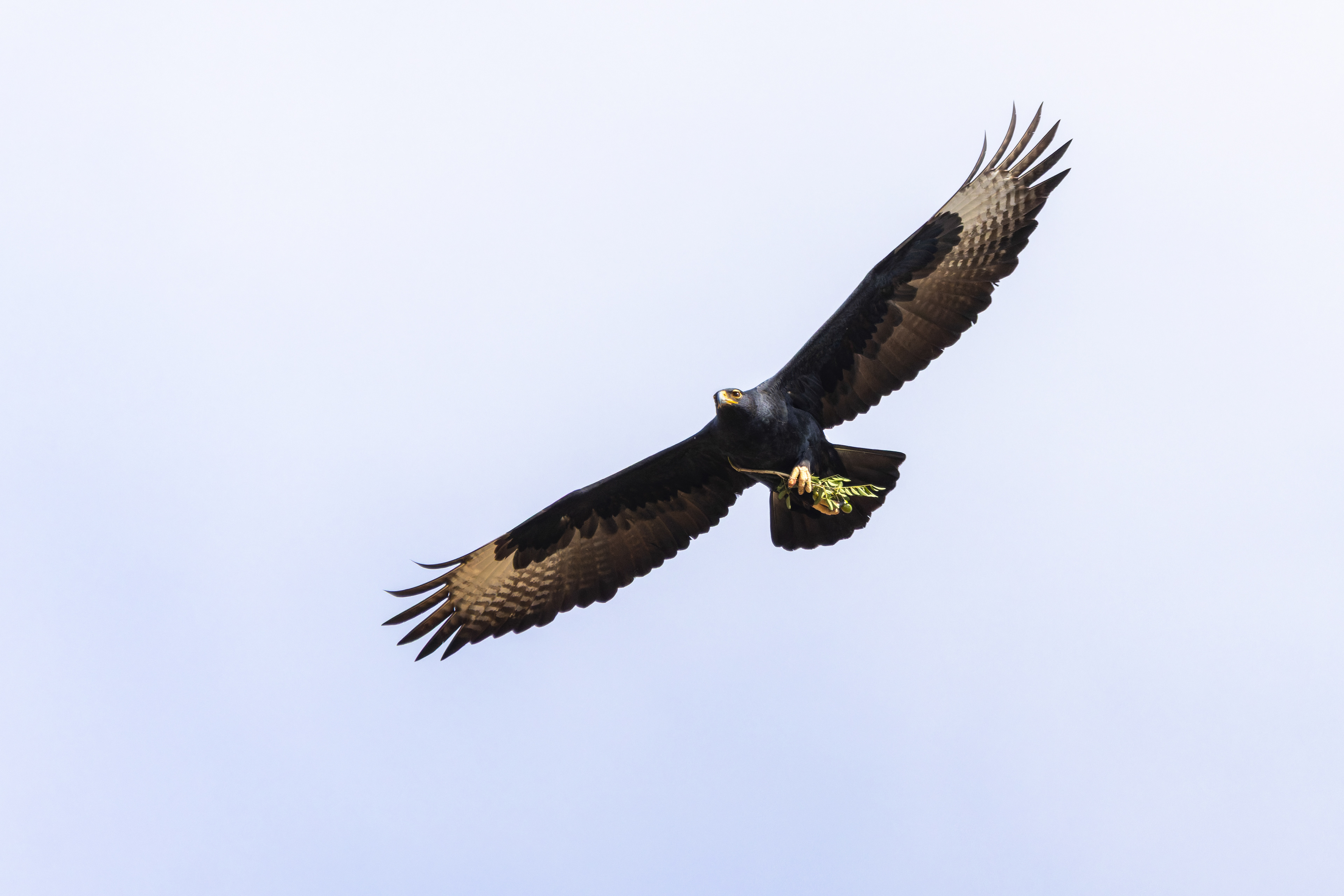 Verreaux's Eagle