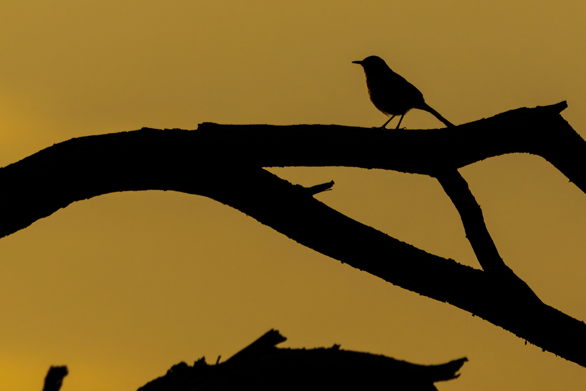 Kalahari Scrub-robin