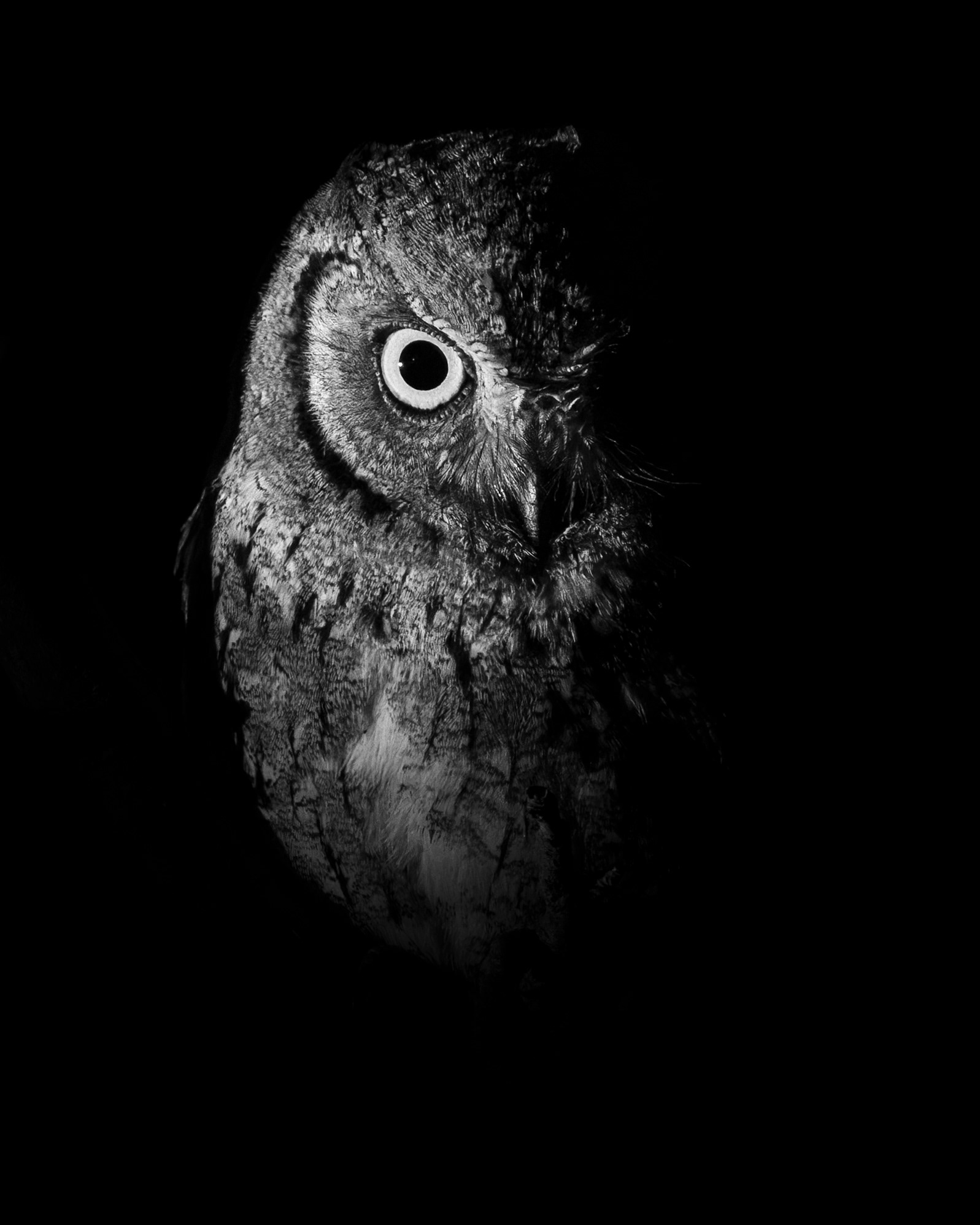 African Scops Owl