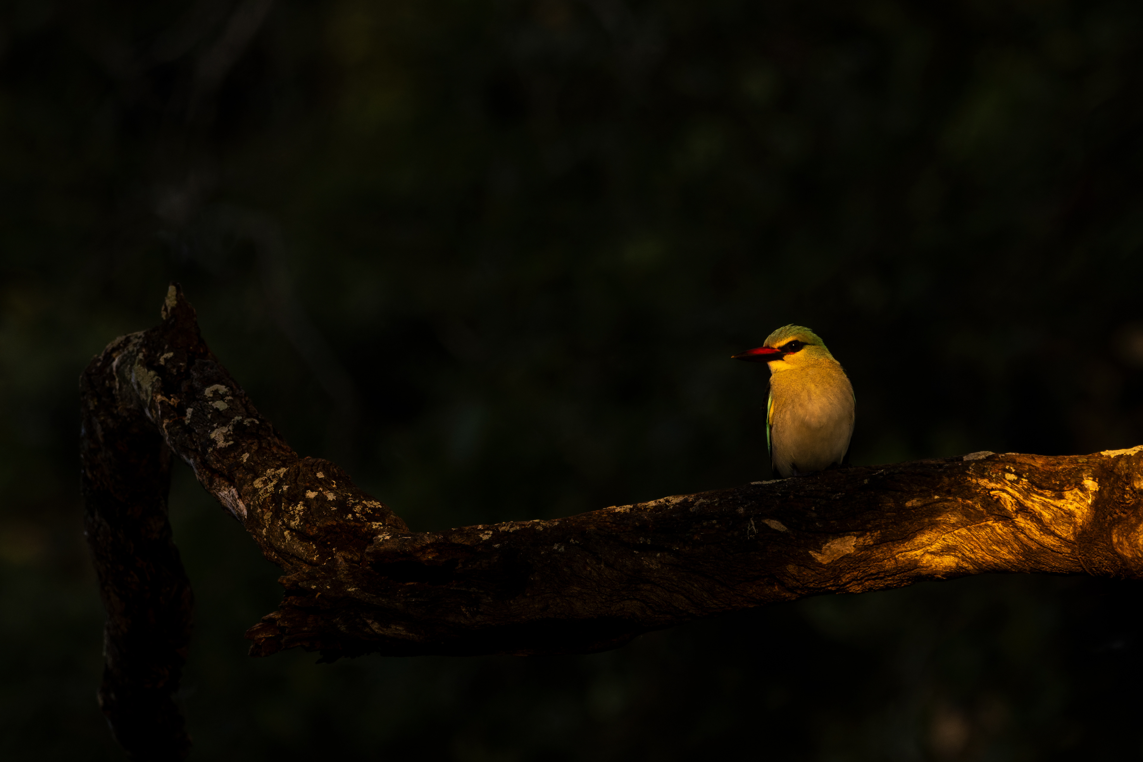 Woodland Kingfisher