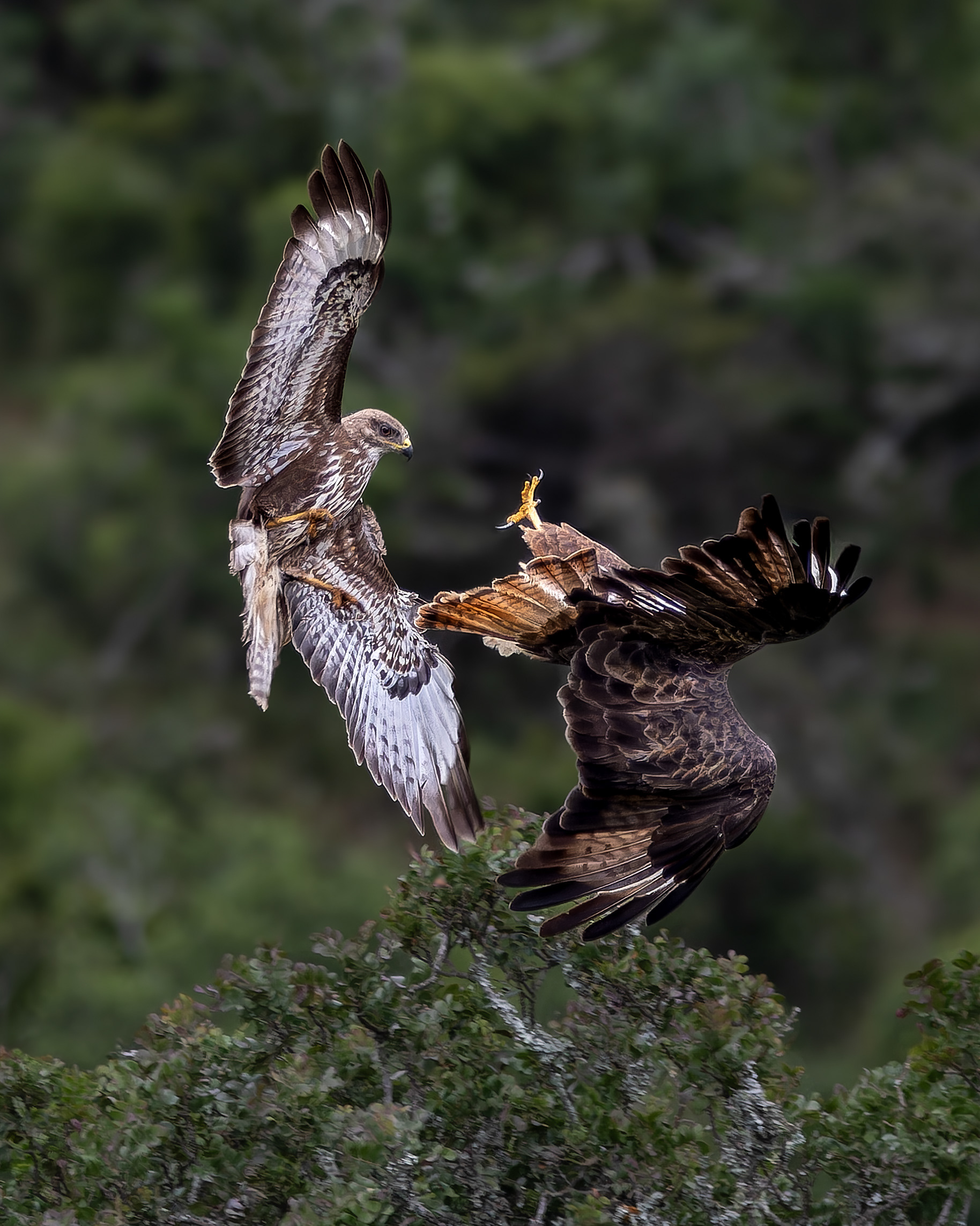 Forest Buzzard