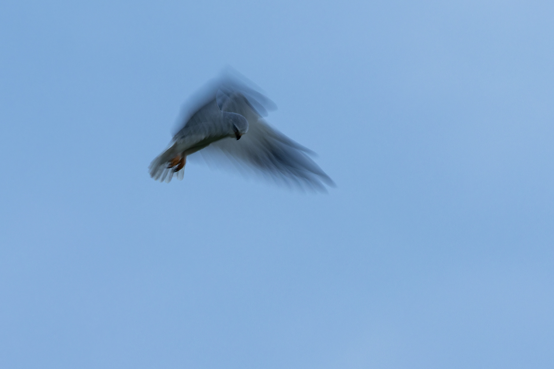 Black-winged Kite