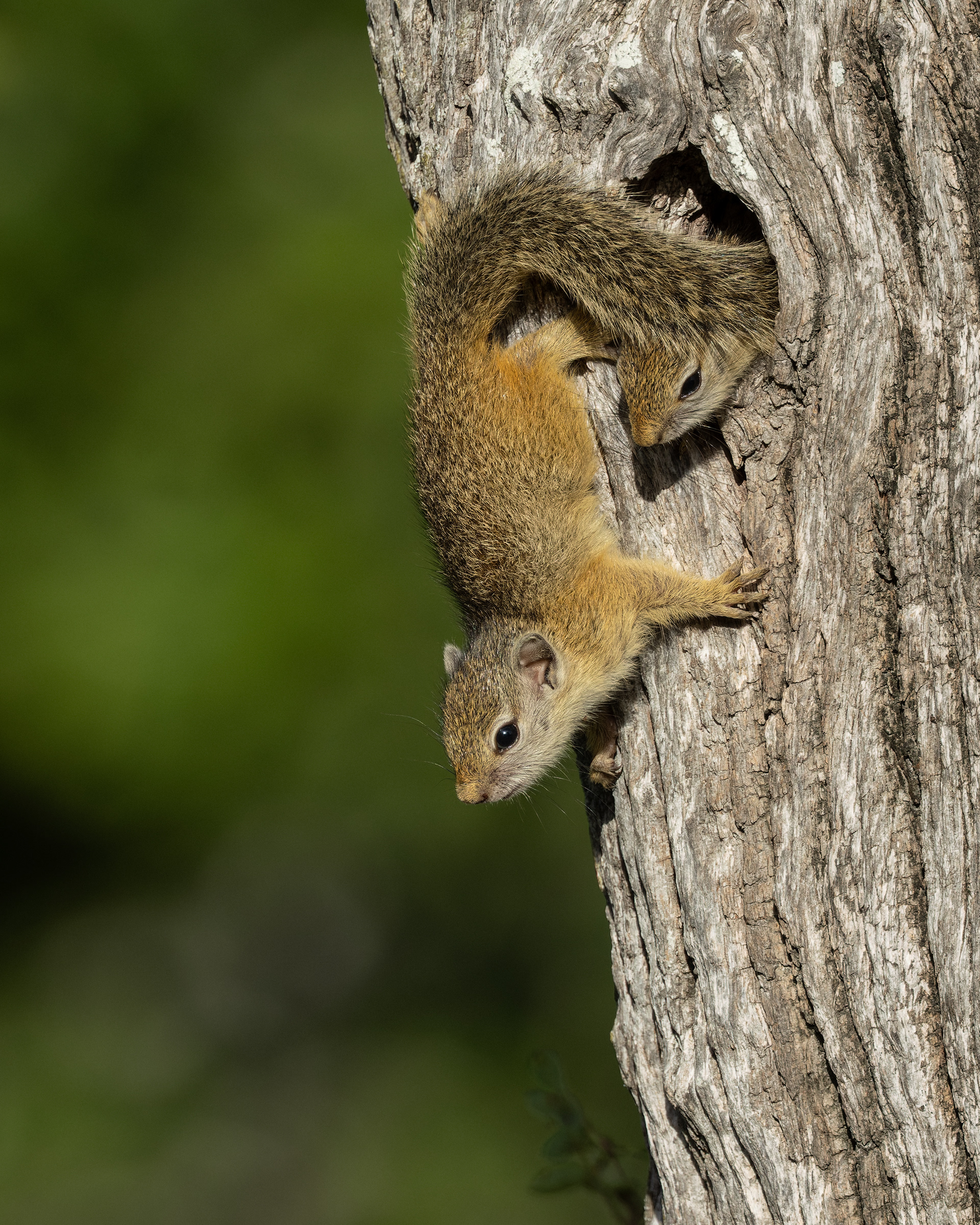 Tree Squirell