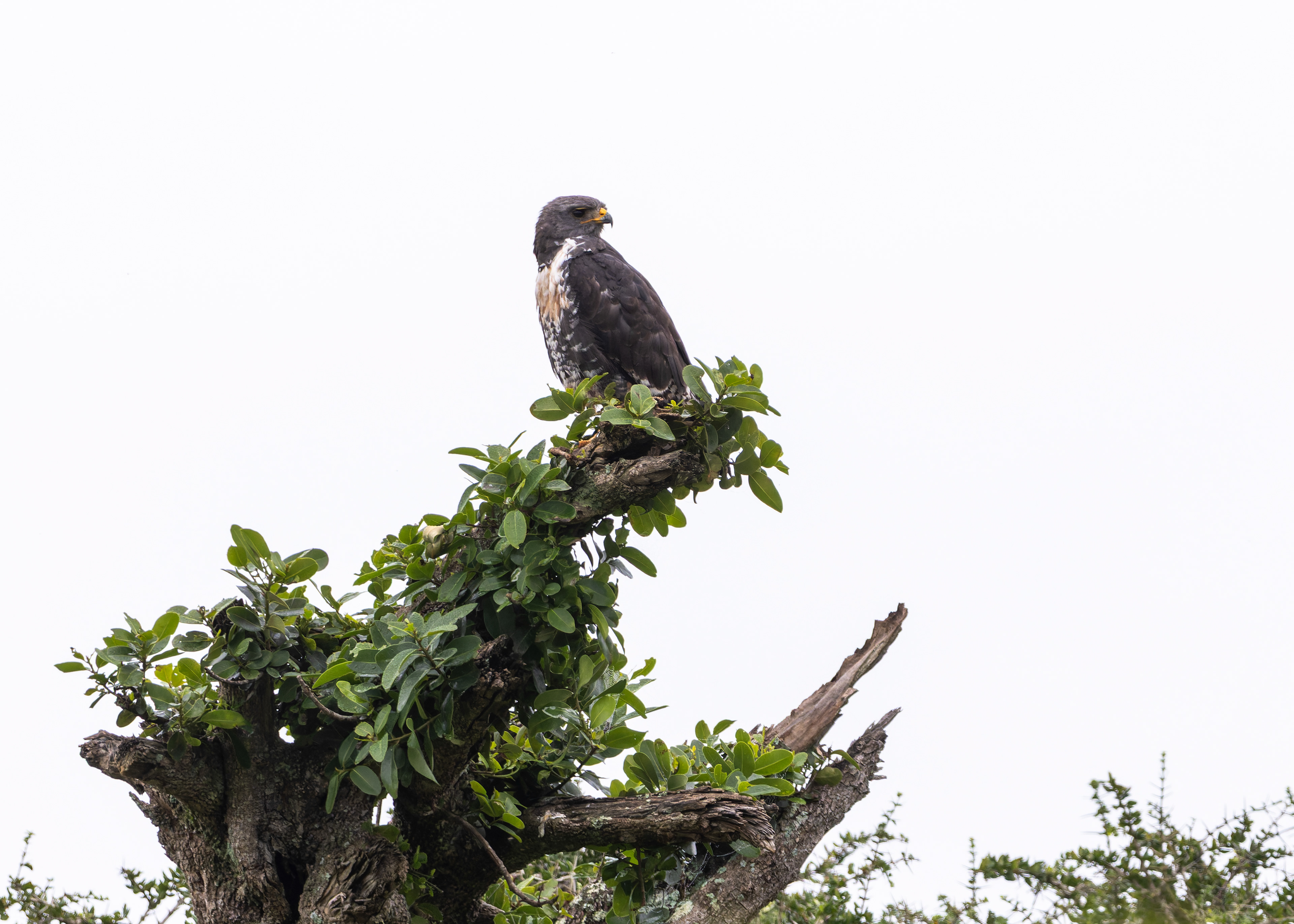 Jackal Buzzard