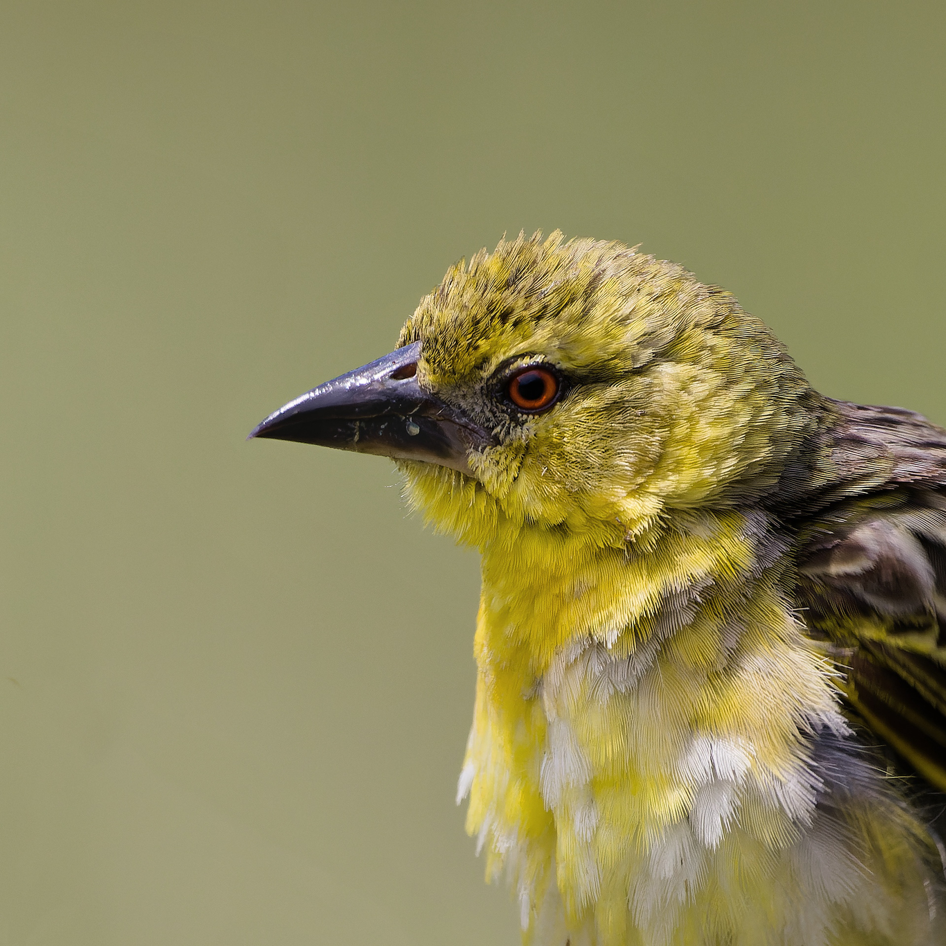 Village Weaver