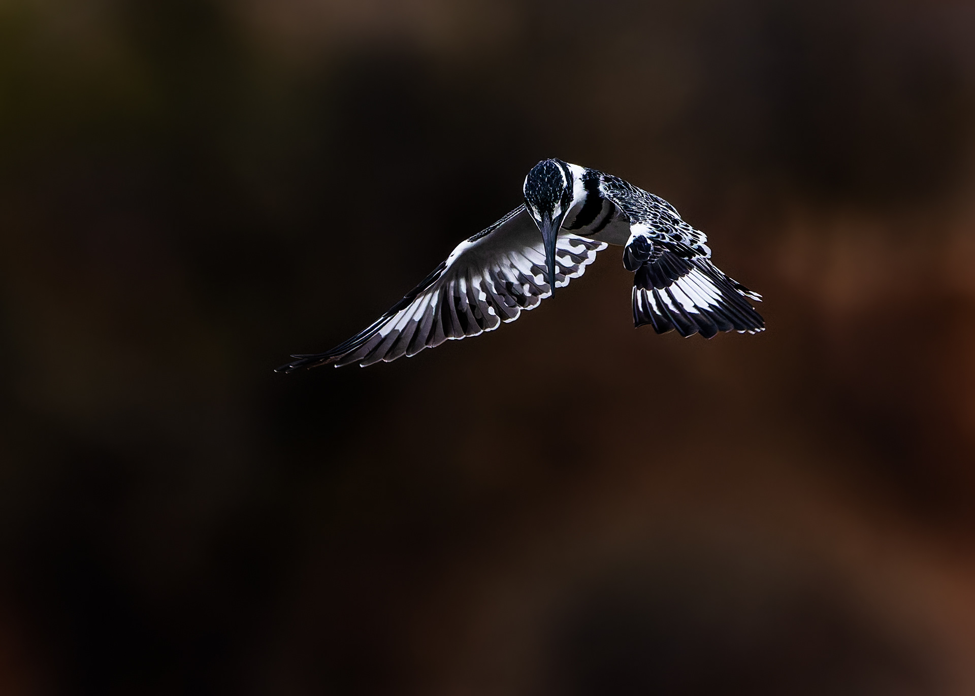 Pied Kingfisher