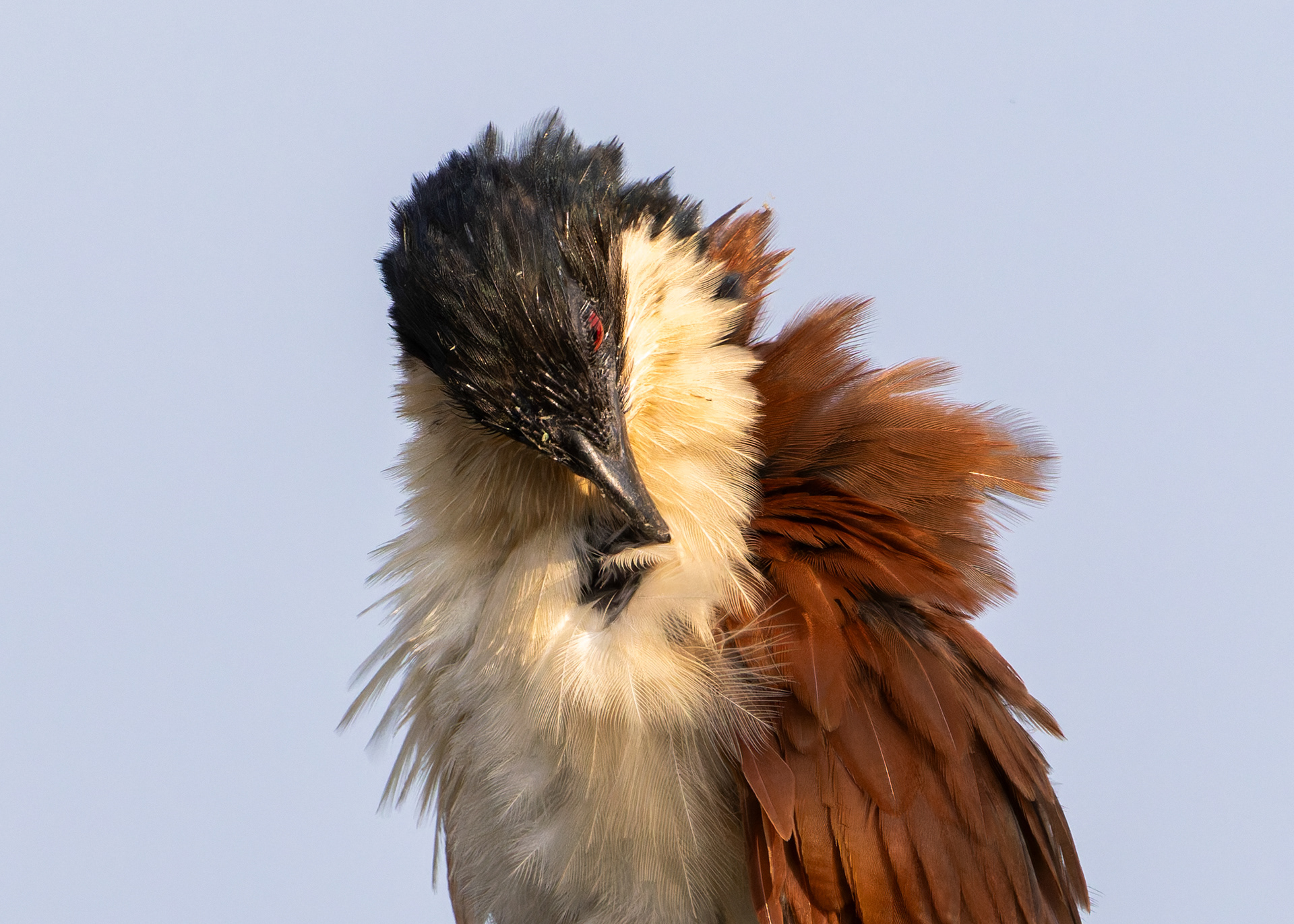 Senegal Coucal