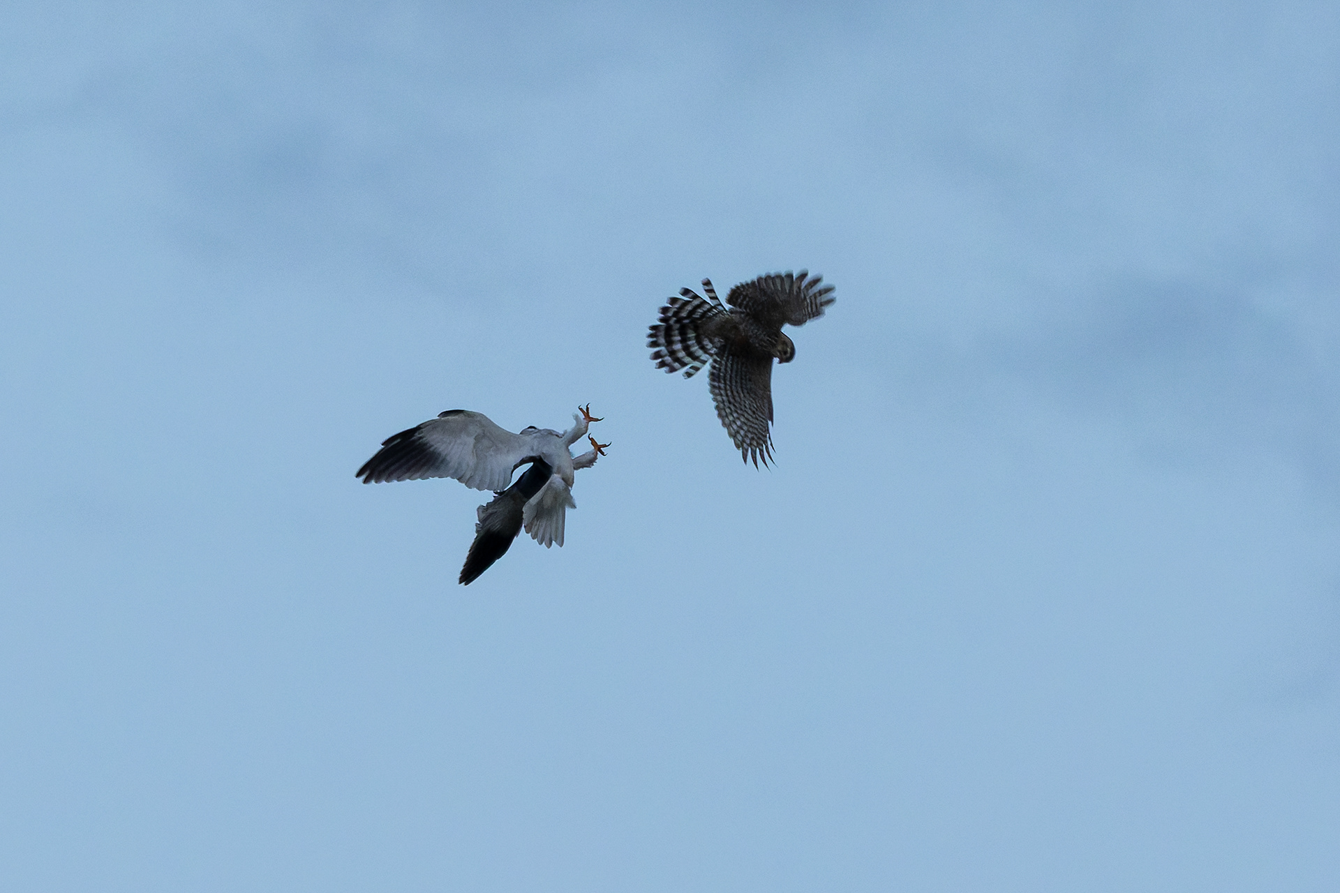 Black-winged Kite