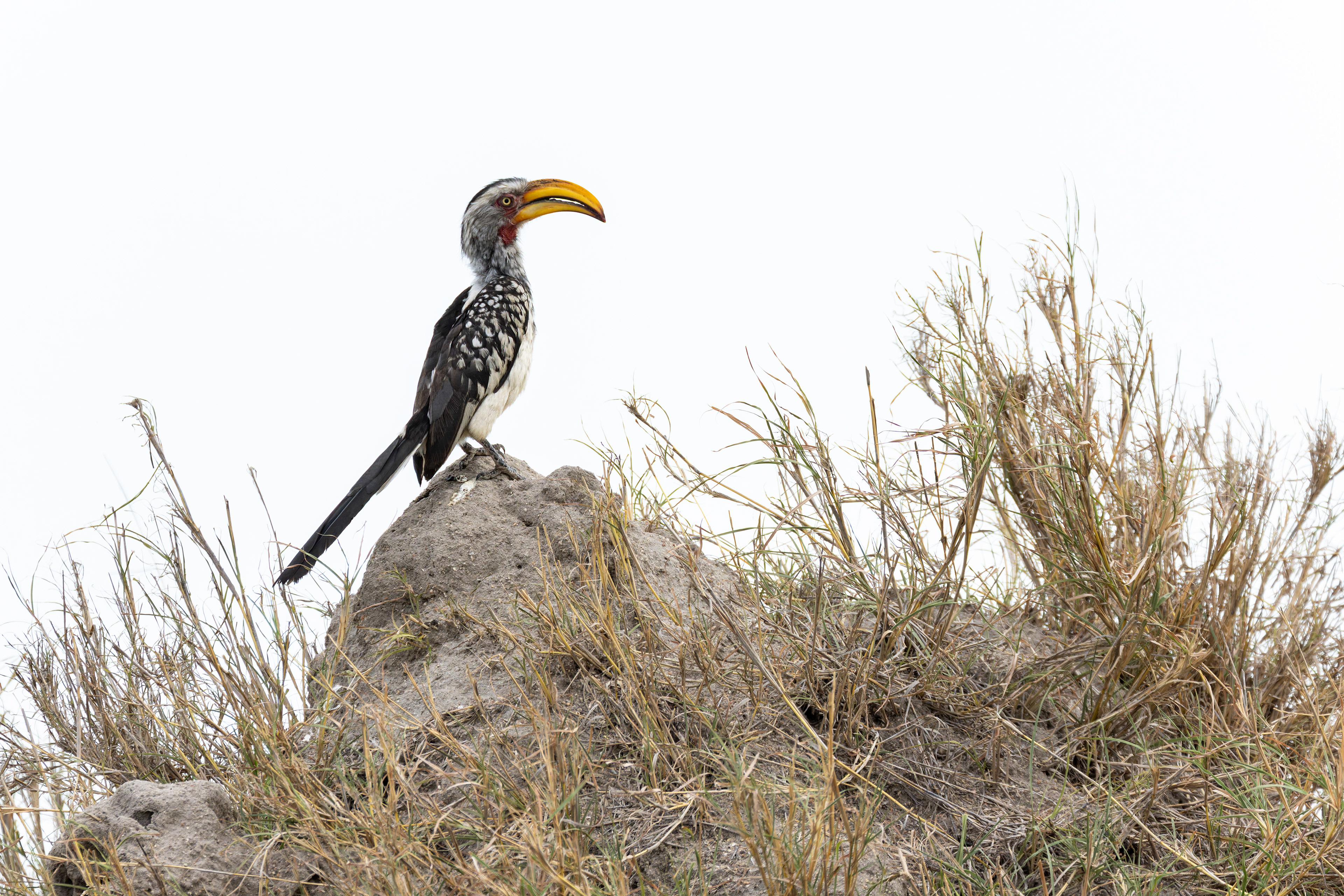 Yellow-billed Hornbill