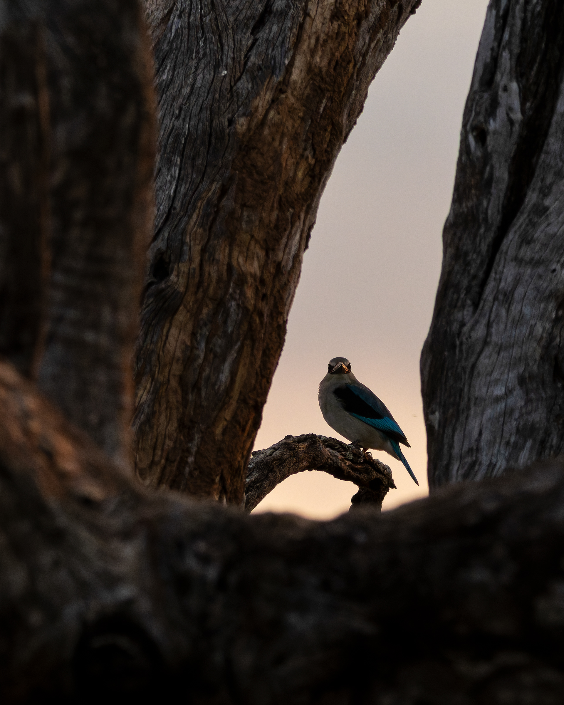 Woodland Kingfisher