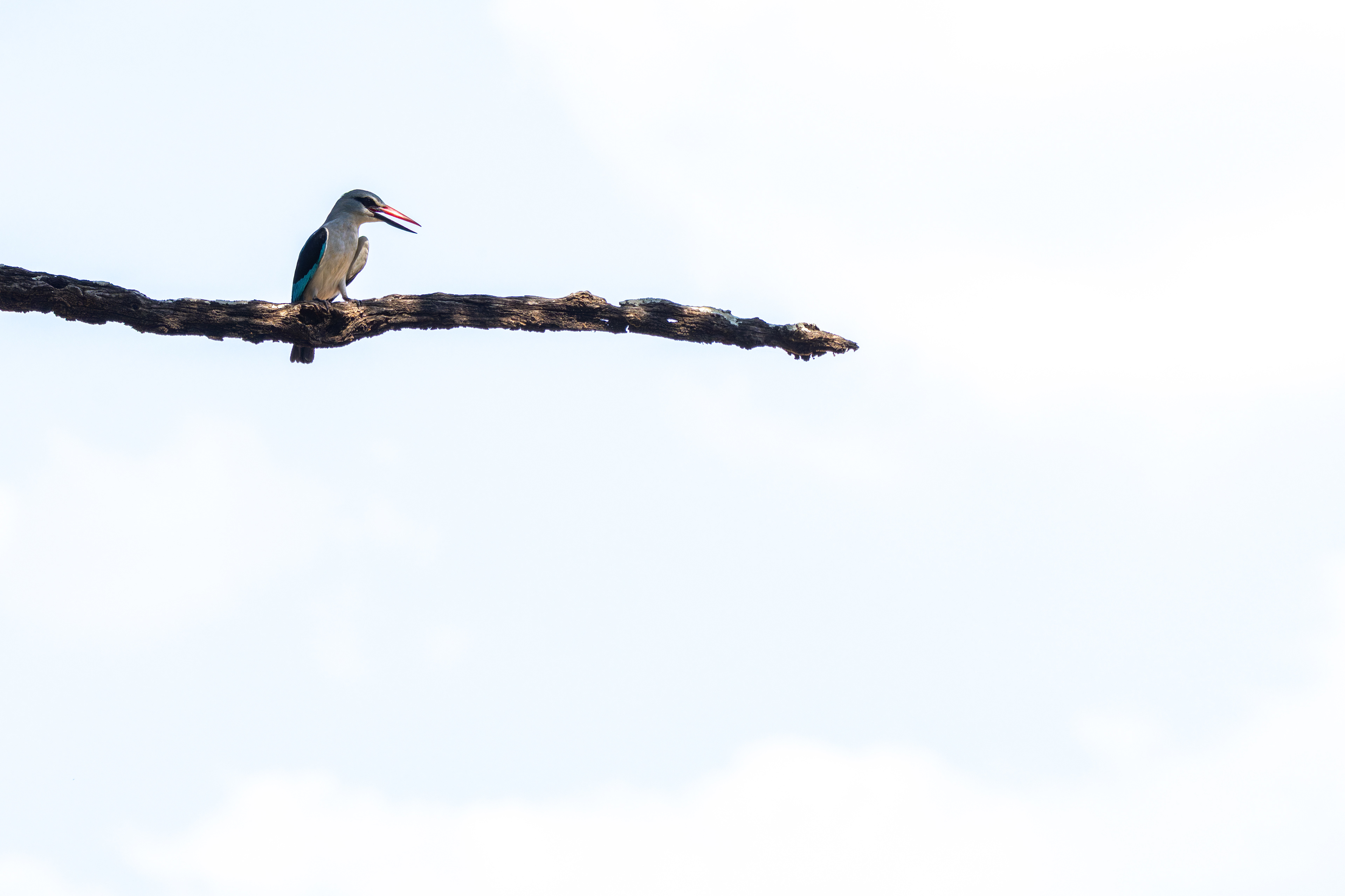 Woodland Kingfisher