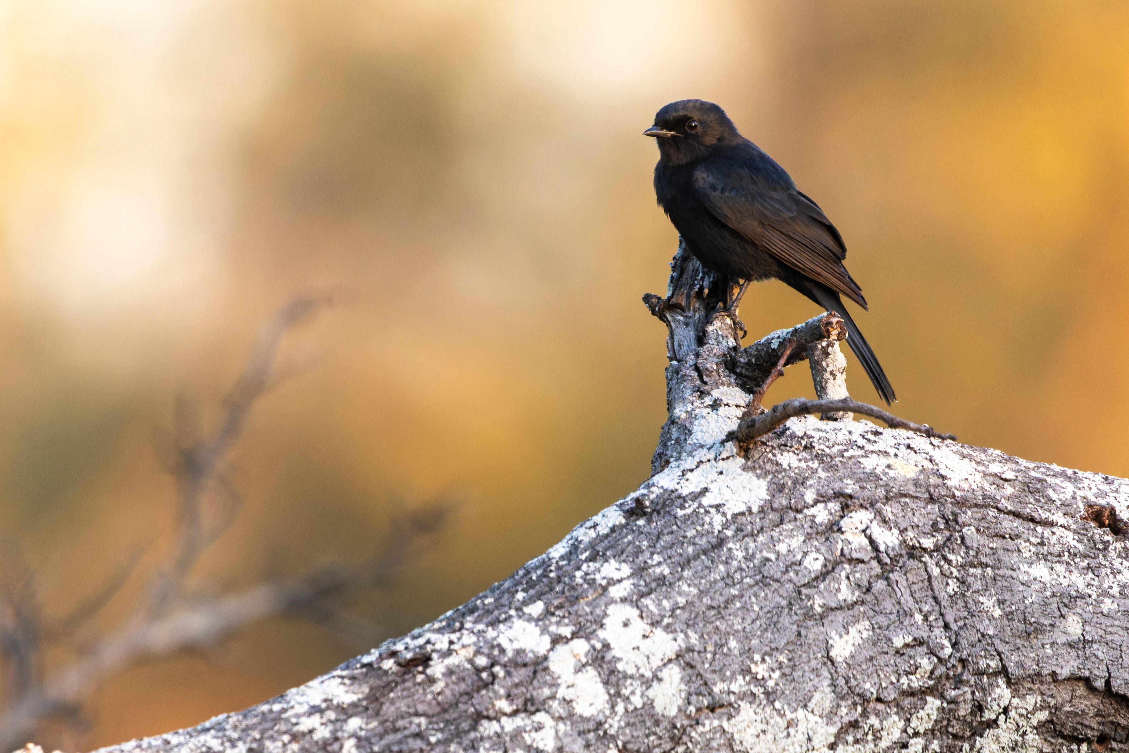 Black Flycatcher