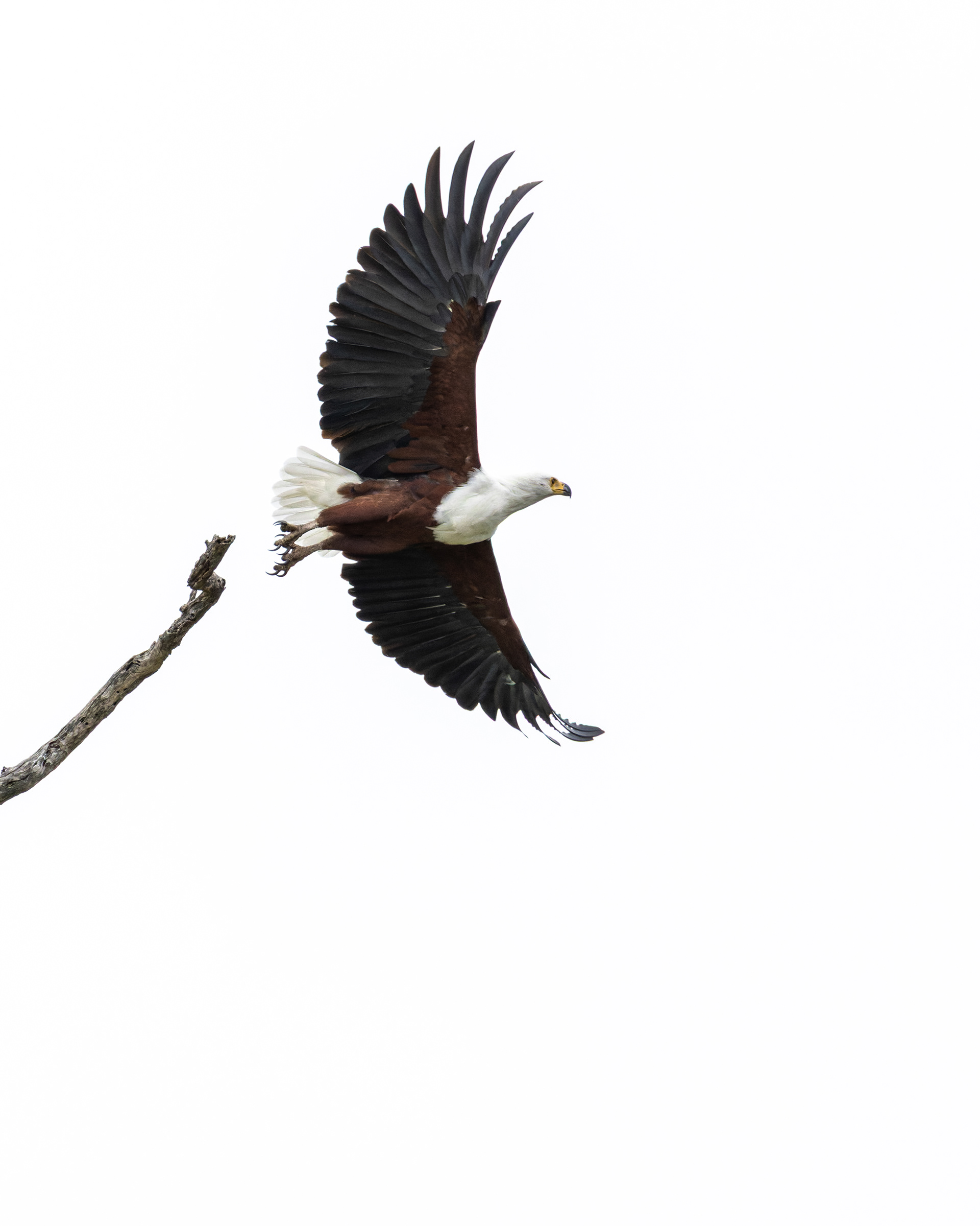 African Fish Eagle