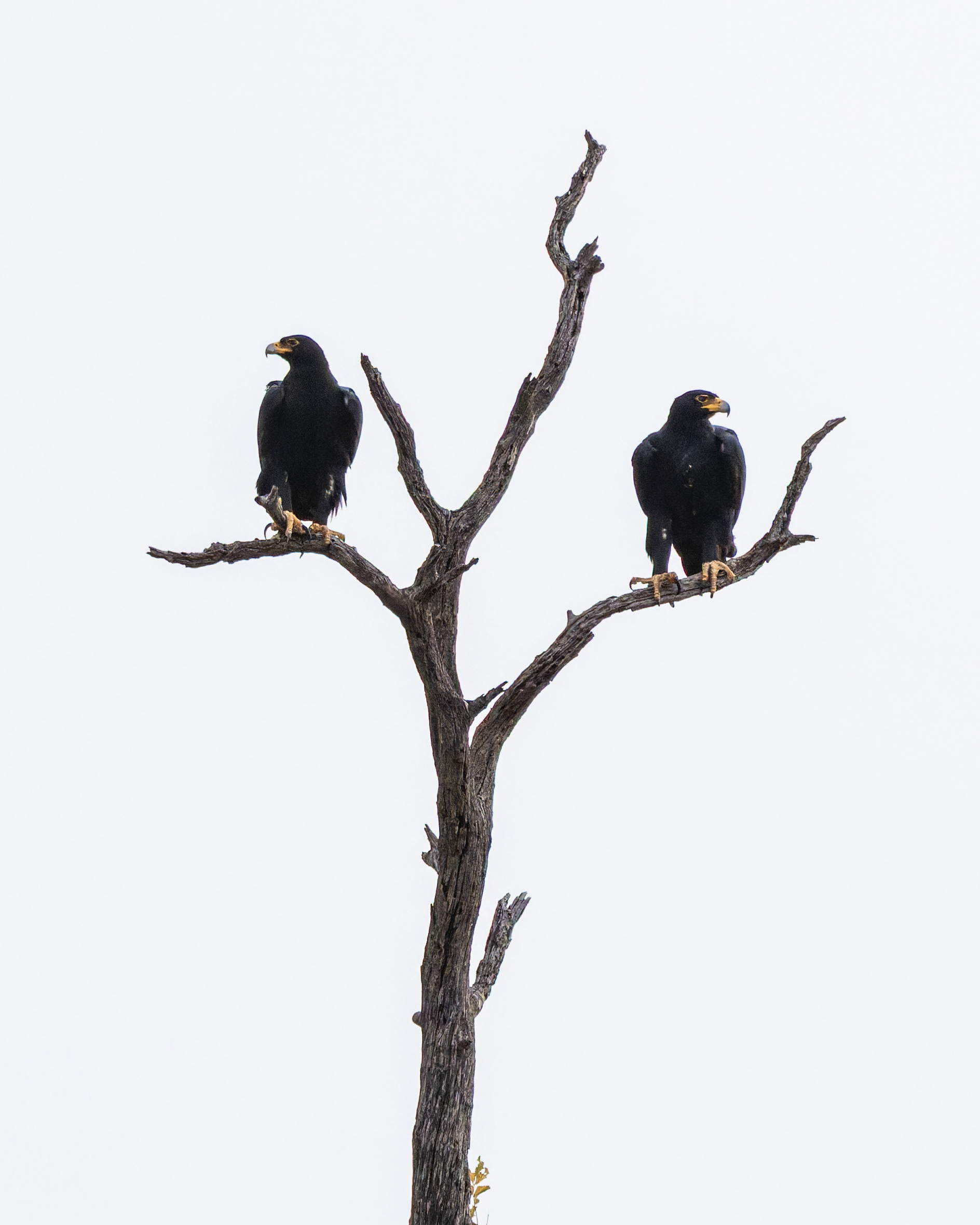 Verreaux's Eagle