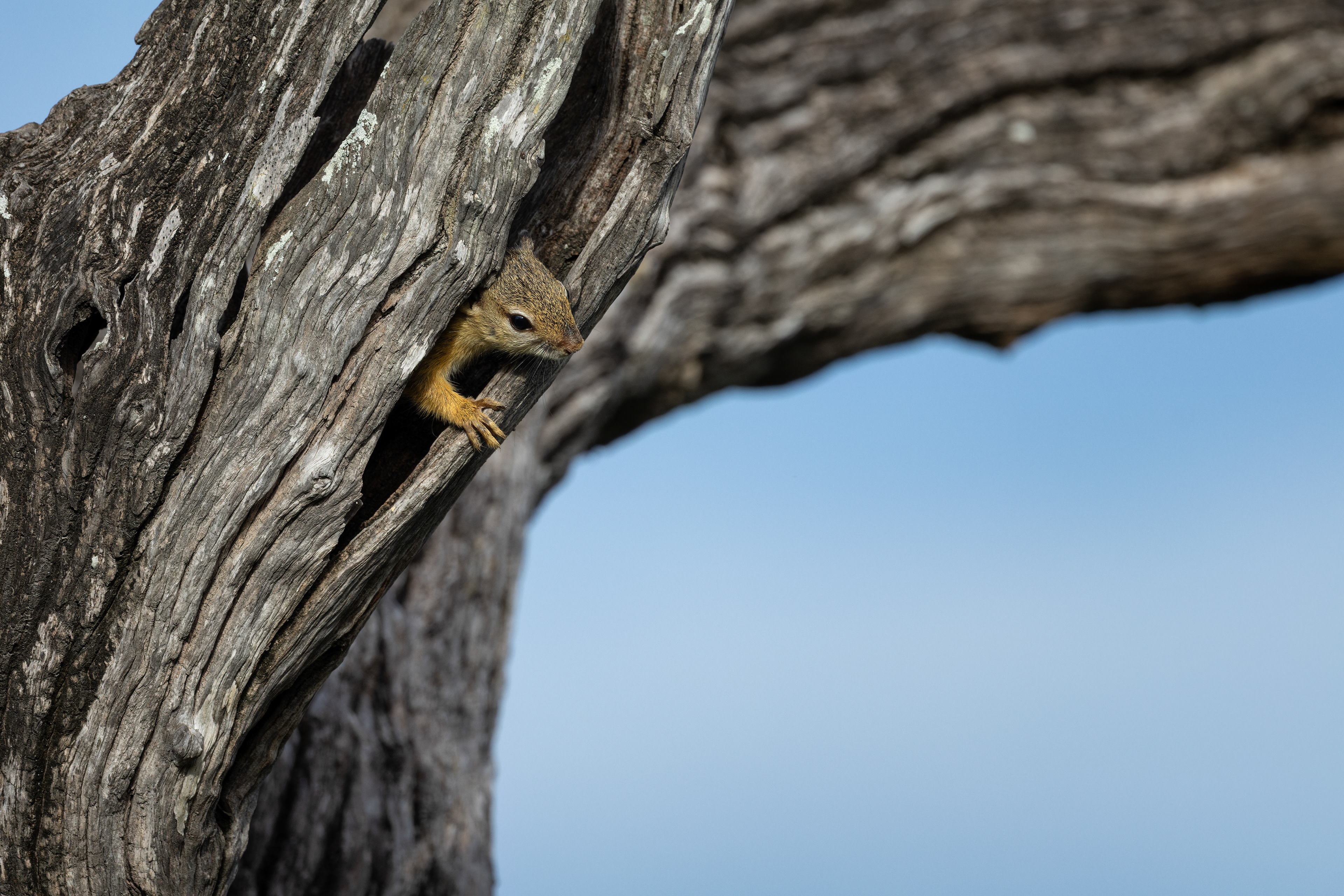 Tree Squirell