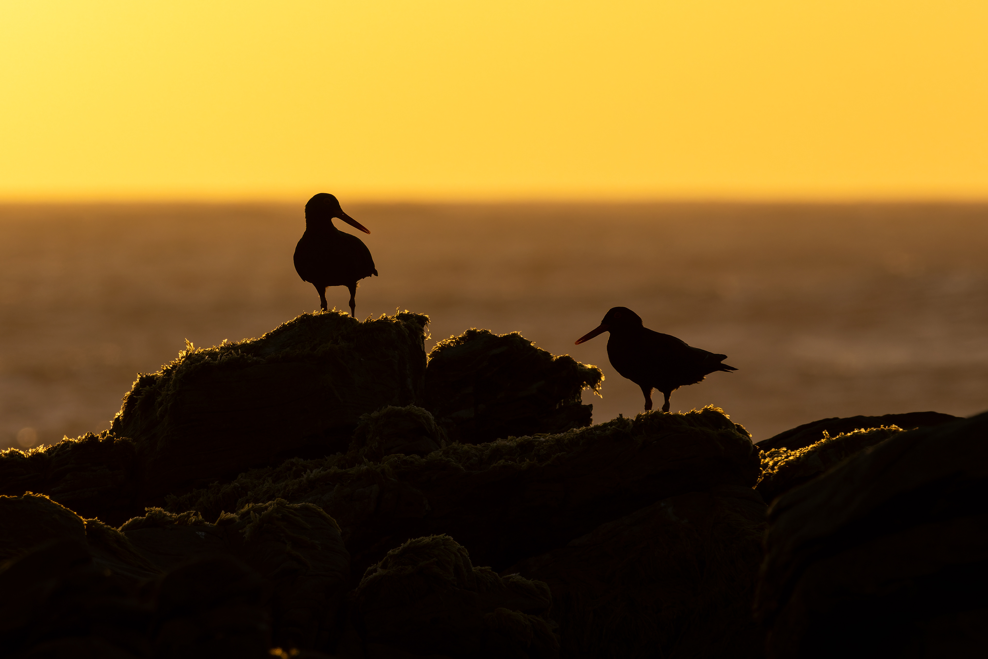 African Oystercatcher